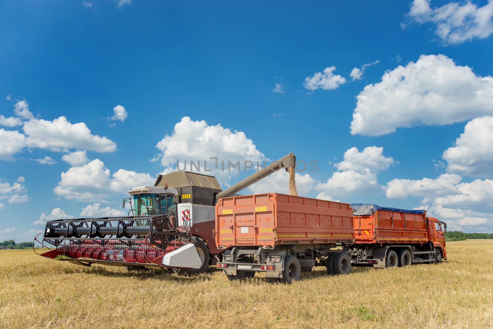 Loading threshed grain from the combine into a transport truck in the middle of wheat field under a blue sky with beautiful white clouds