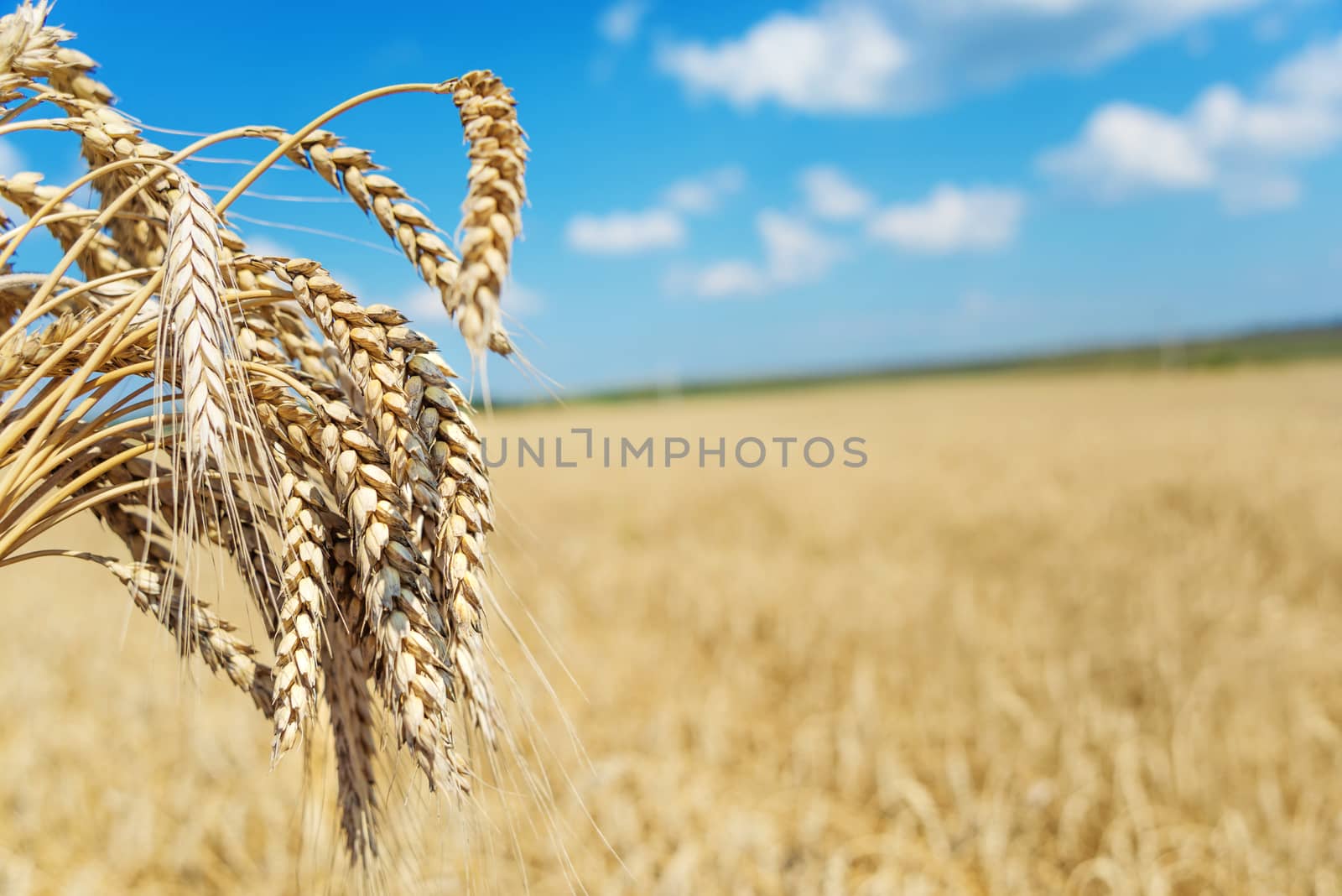 Sheaf of wheat on the background of the large field of ripe wheat and blue sky with white clouds