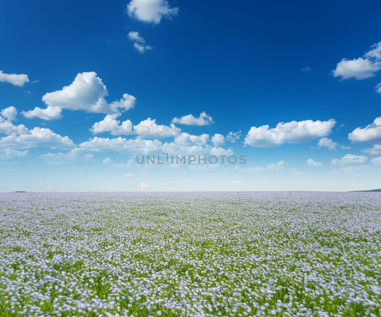 Beautiful rural landscape: vast blue field of blooming flax under the blue sky with white clouds
