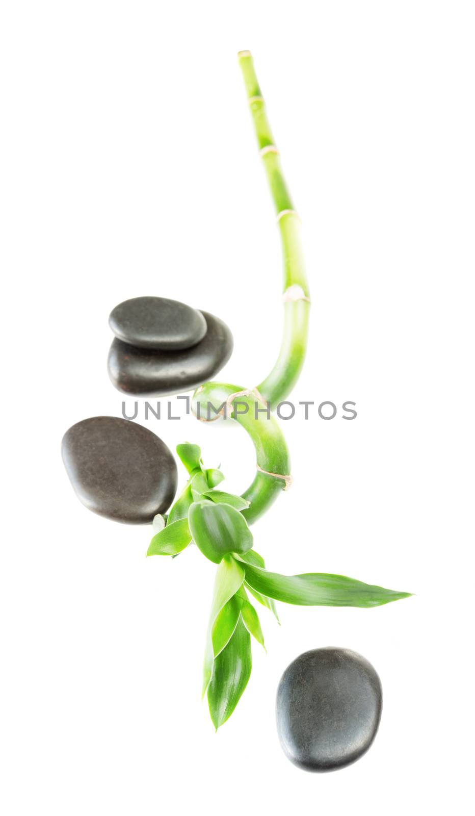 Spa concept: stem of Lucky Bamboo (Dracaena Sanderiana) with green leaves, twisted into a spiral shape, and three black basalt massage stones, isolated on white background