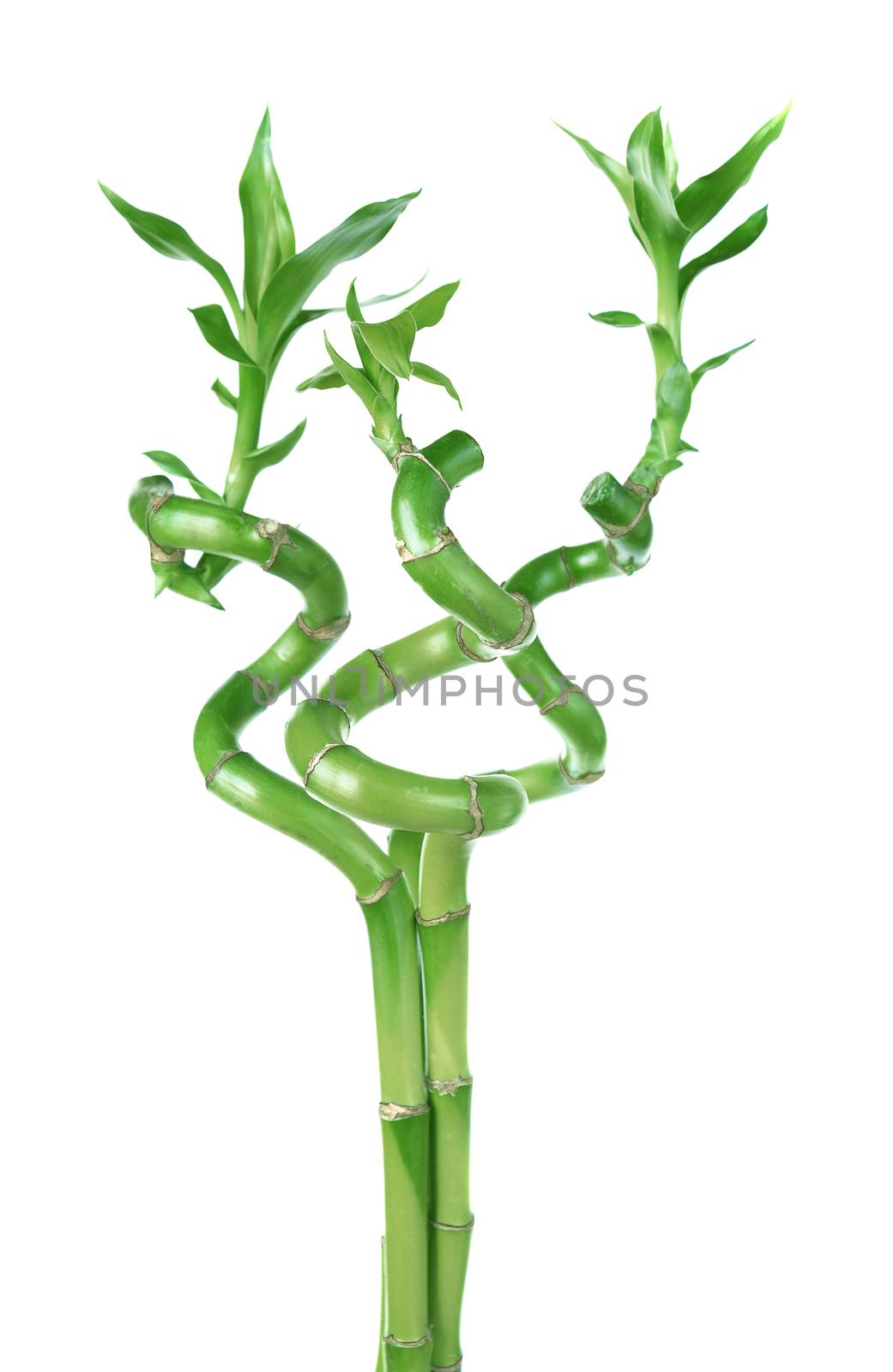 Three houseplant stem of Lucky Bamboo (Dracaena Sanderiana) with green leaves, twisted into a spiral shape, isolated on white background