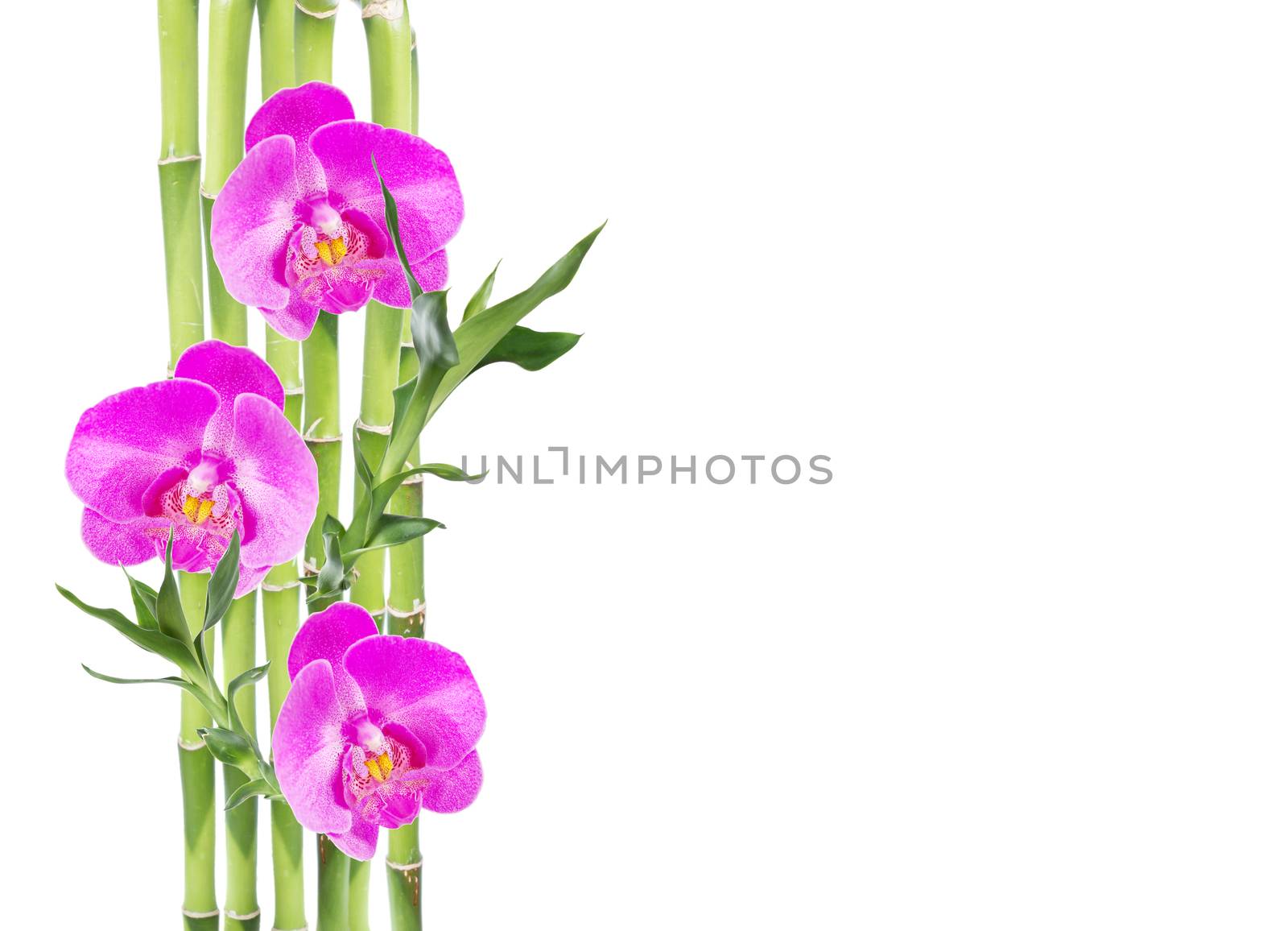 Several stem of Lucky Bamboo (Dracaena Sanderiana) with green leaves and three pink orchid flowers, isolated on white background, with copy-space