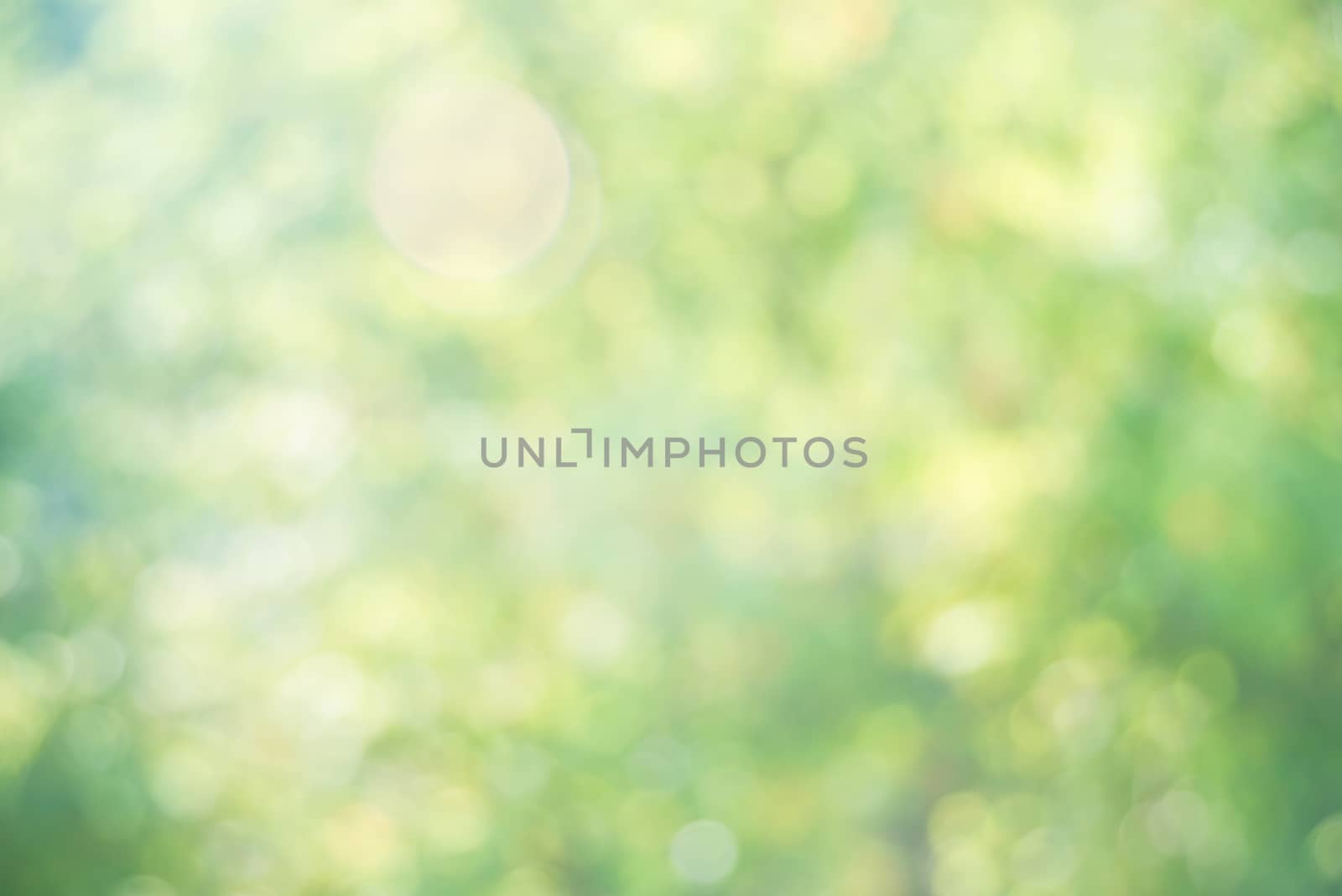 Blurred abstract natural yellow-green background with beautiful bokeh