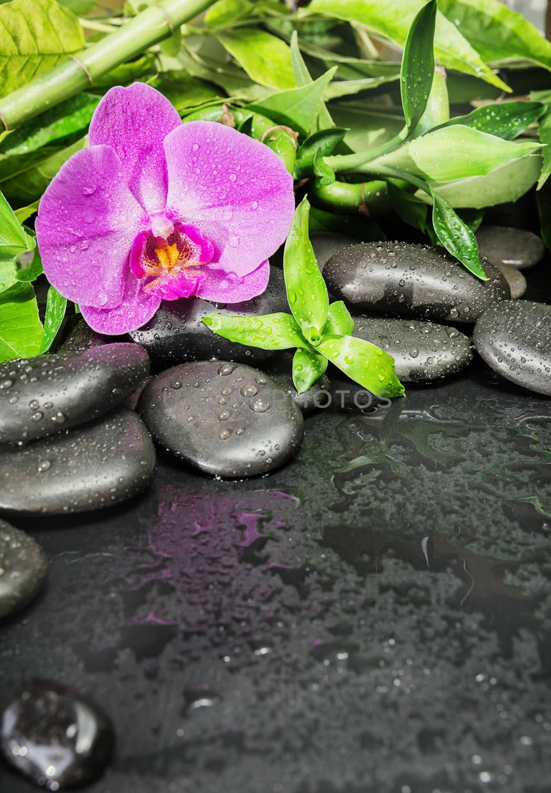 Spa concept with black basalt massage stones, pink orchid flower and lush green foliage covered with water drops on a black background