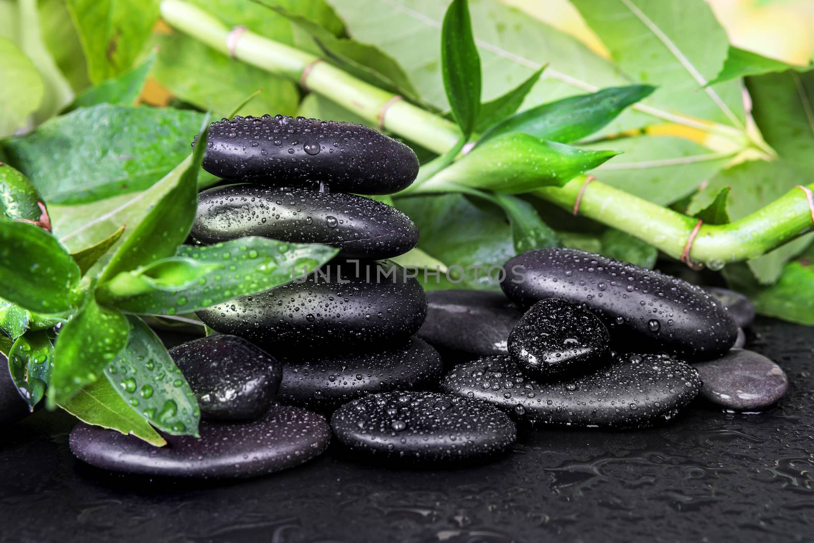 Spa concept with black basalt massage stones and lush green foliage covered with water drops on a black background