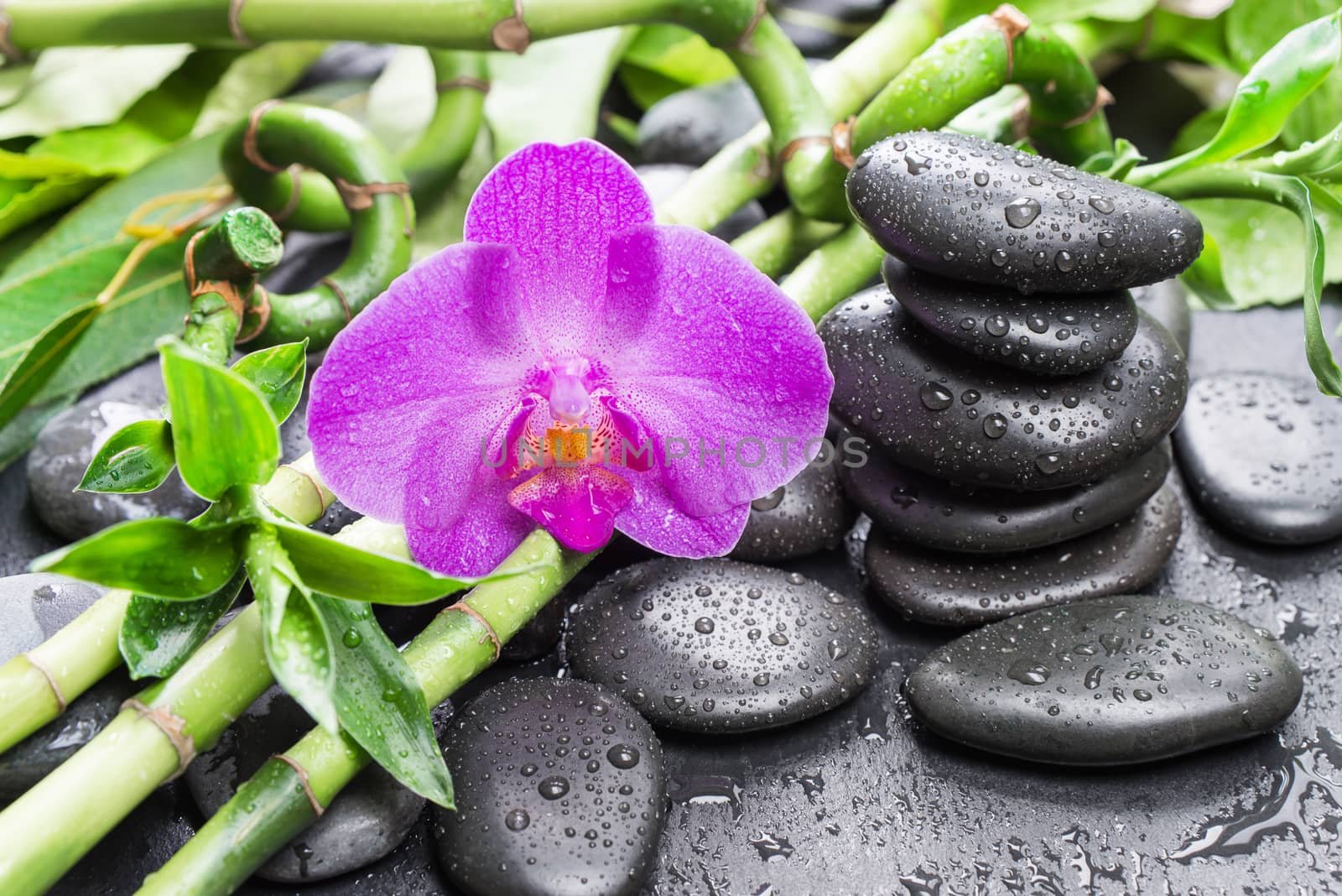 Spa concept with black basalt massage stones, pink orchid flower and lush green foliage covered with water drops on a black background