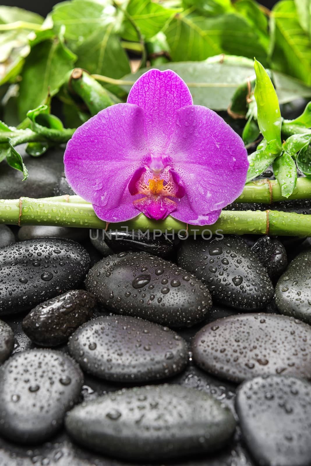 Spa concept with black basalt massage stones, pink orchid flower and lush green foliage covered with water drops on a black background