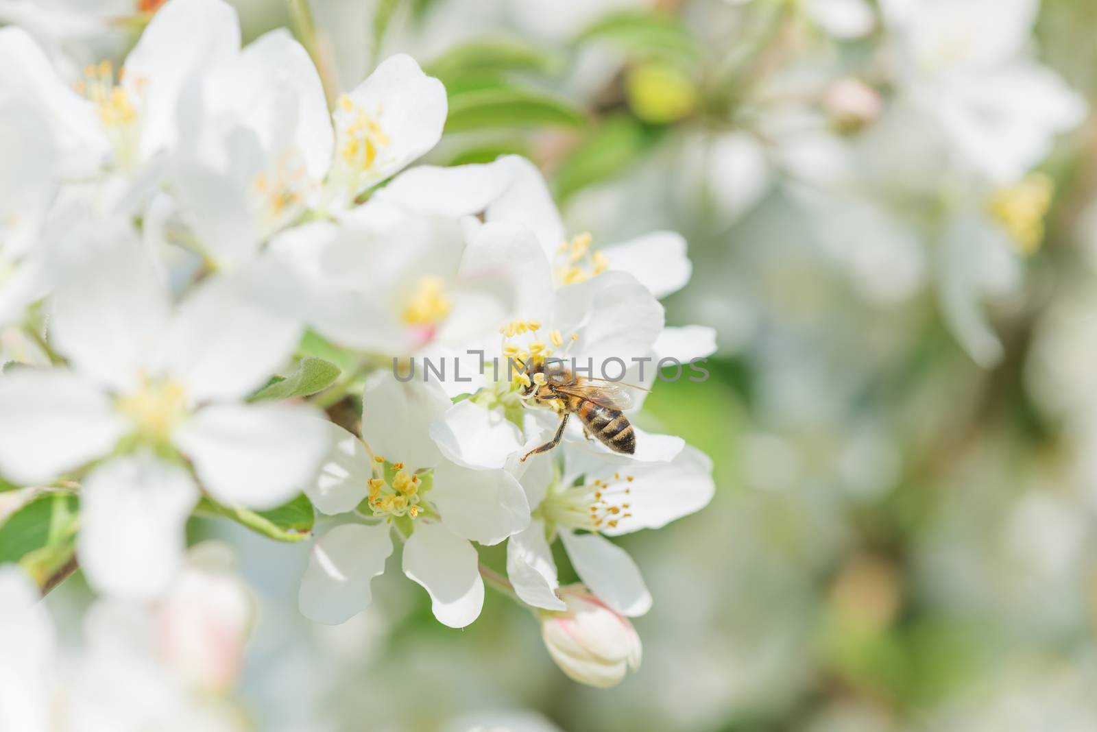 Bee melliferous on the flower of apple tree by Epitavi