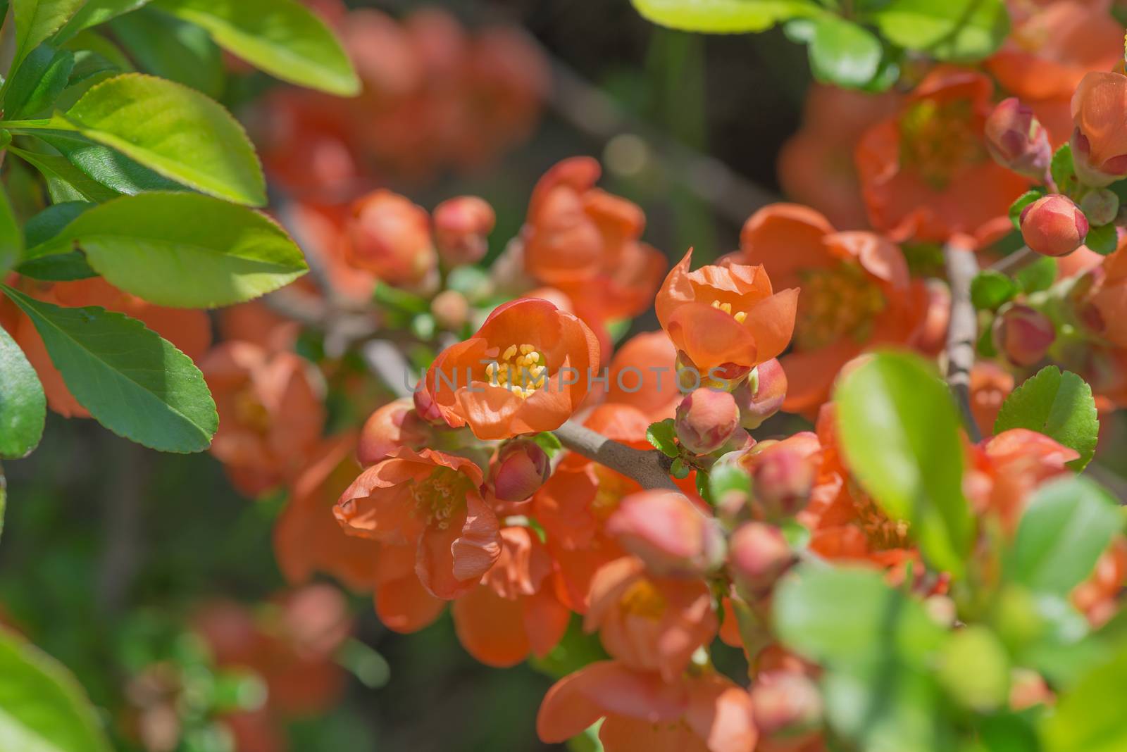 Many red flowers of Chaenomeles japonica close-up in a spring garden in the early morning