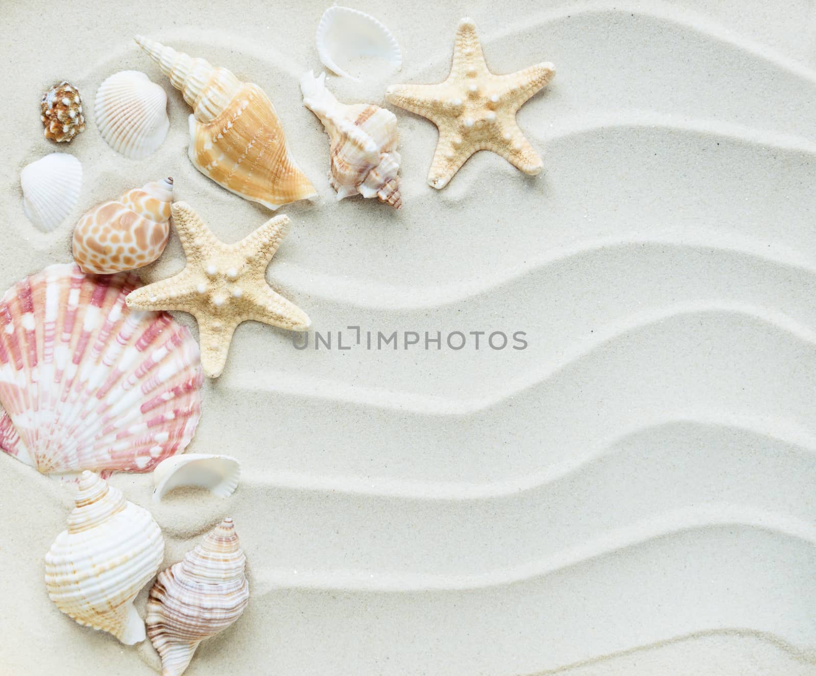 Clams and starfishes on thesea sand by Epitavi