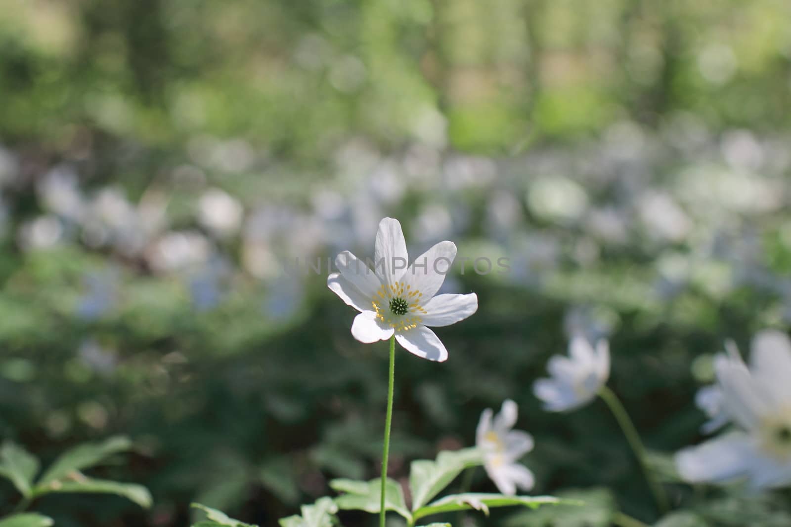 forest strewn is strewn with pure white flowers wood anemone macro shot