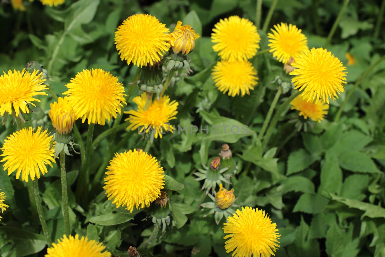 yellow flowers dandelion on green background by mrivserg