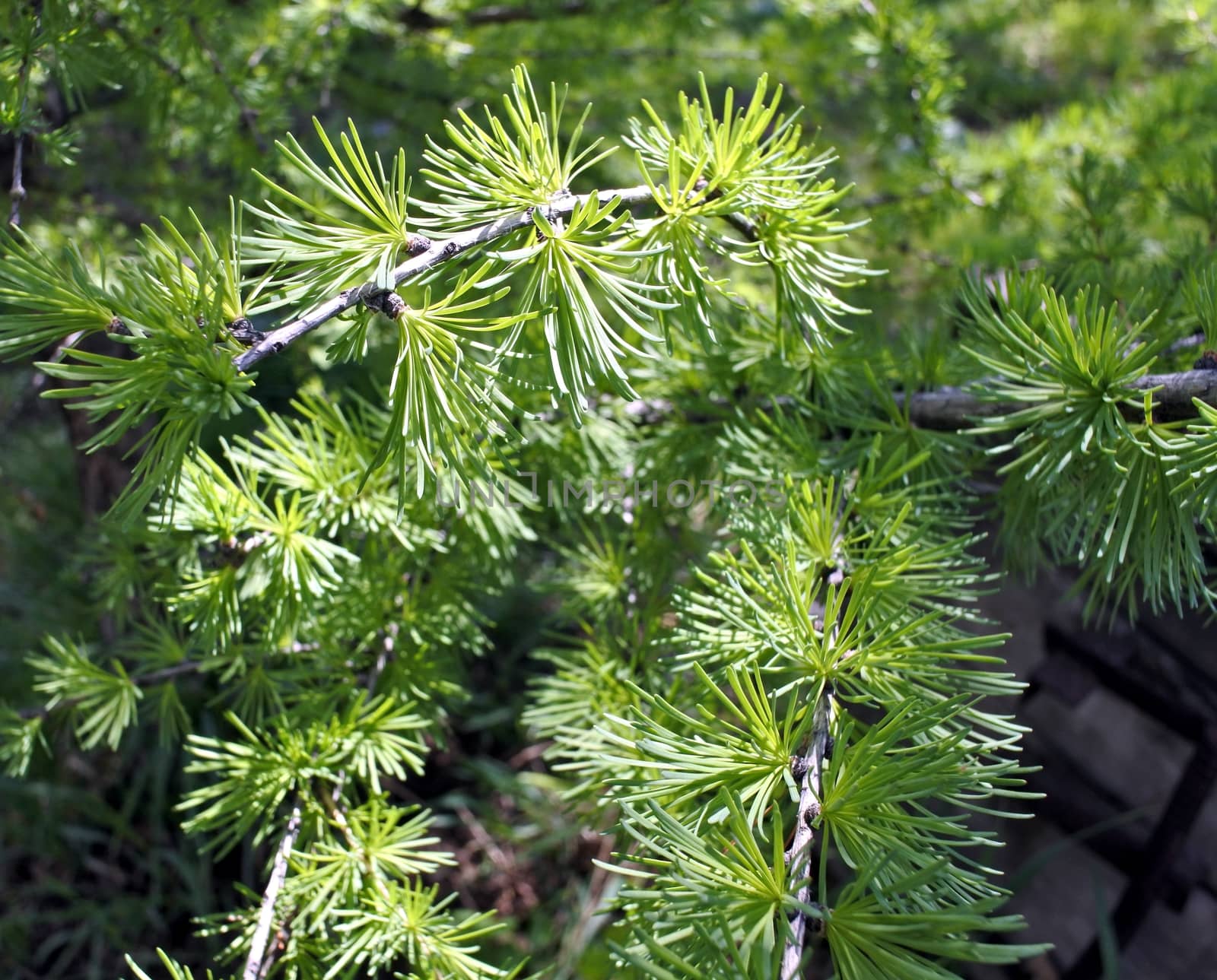 young branches of larch in early spring, tree with Latin name Larix, drops needles for winter