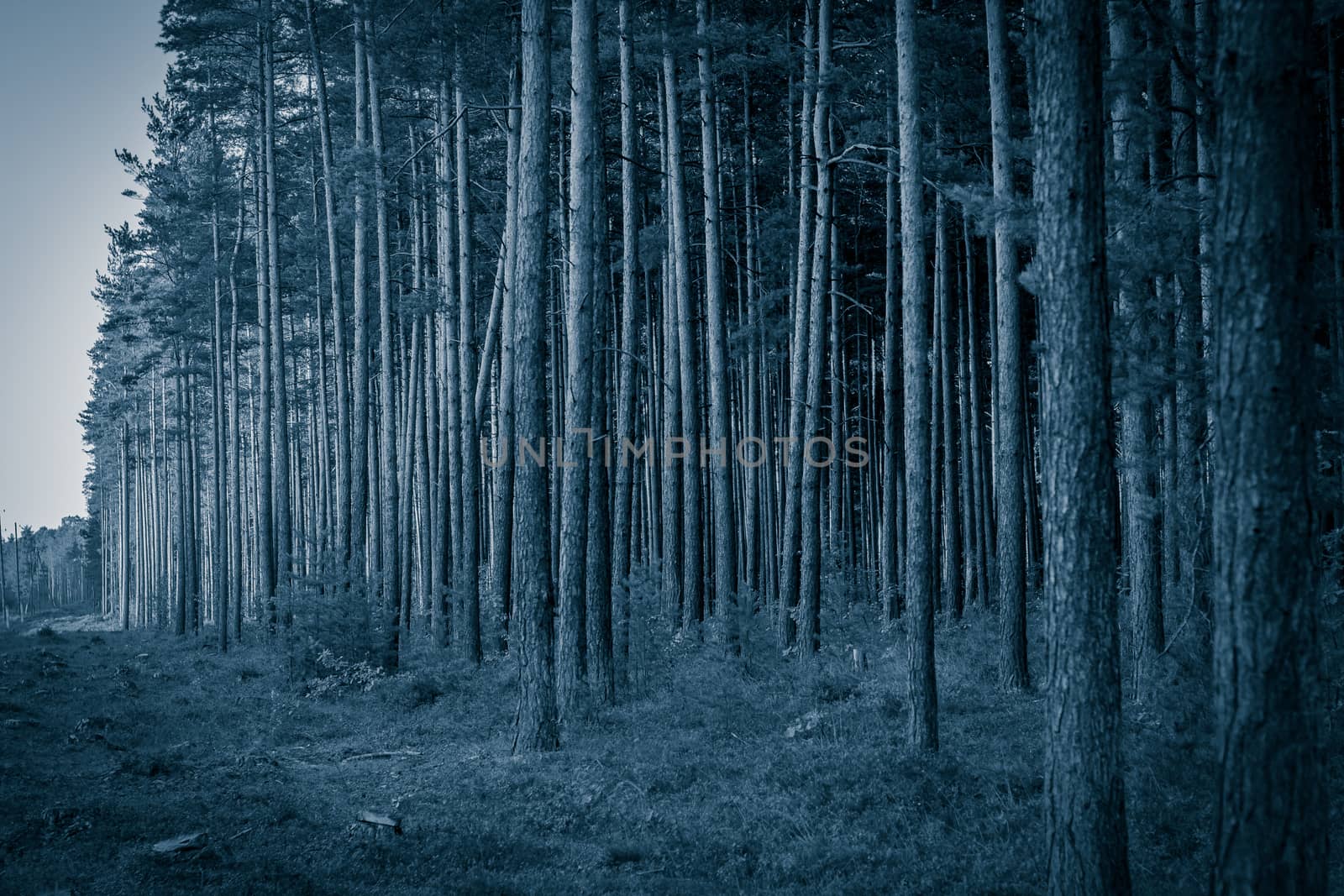 Pine forest with felled tree stumps in Latvia