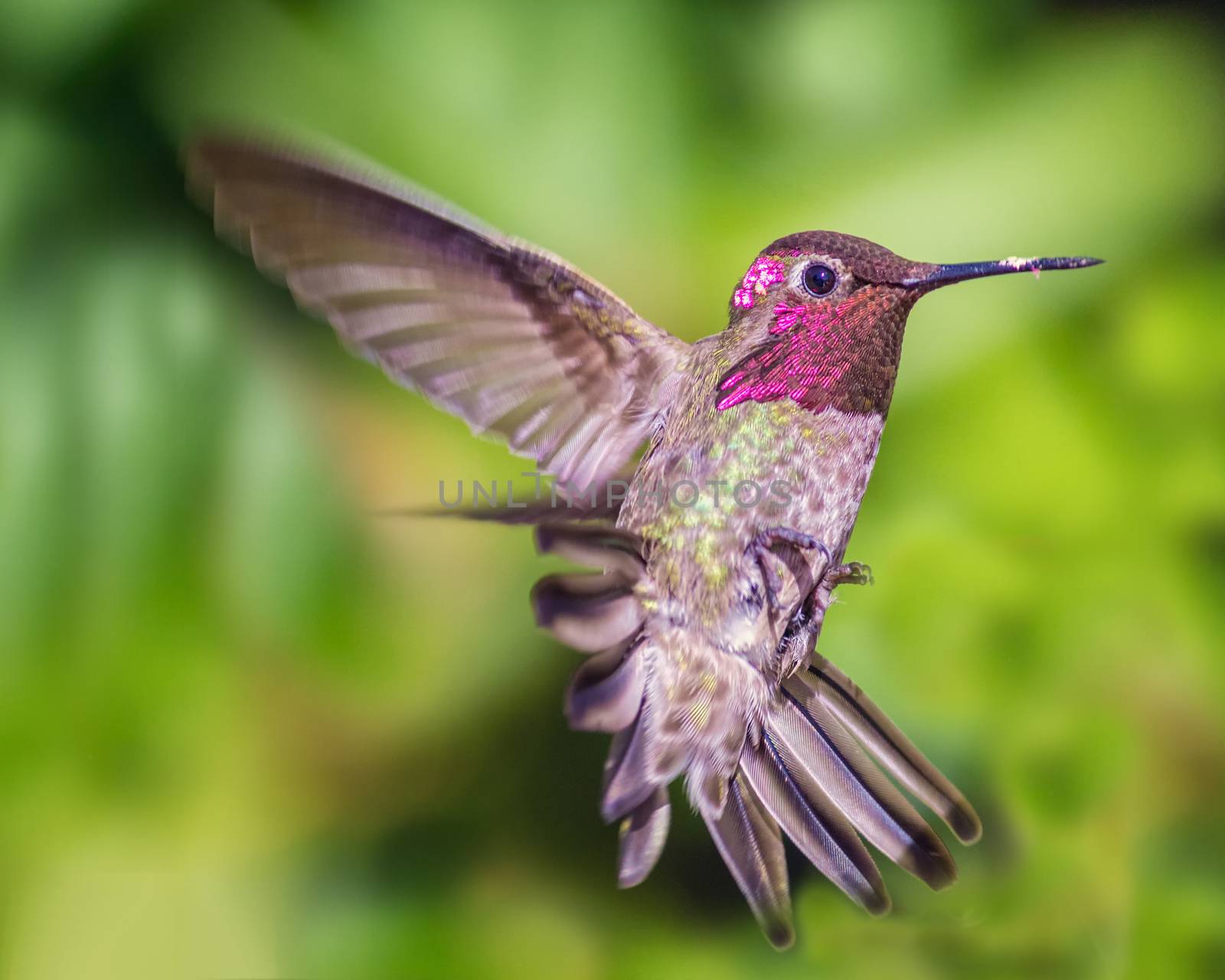 Hummingbird in Flight, Color Image, Day by backyard_photography