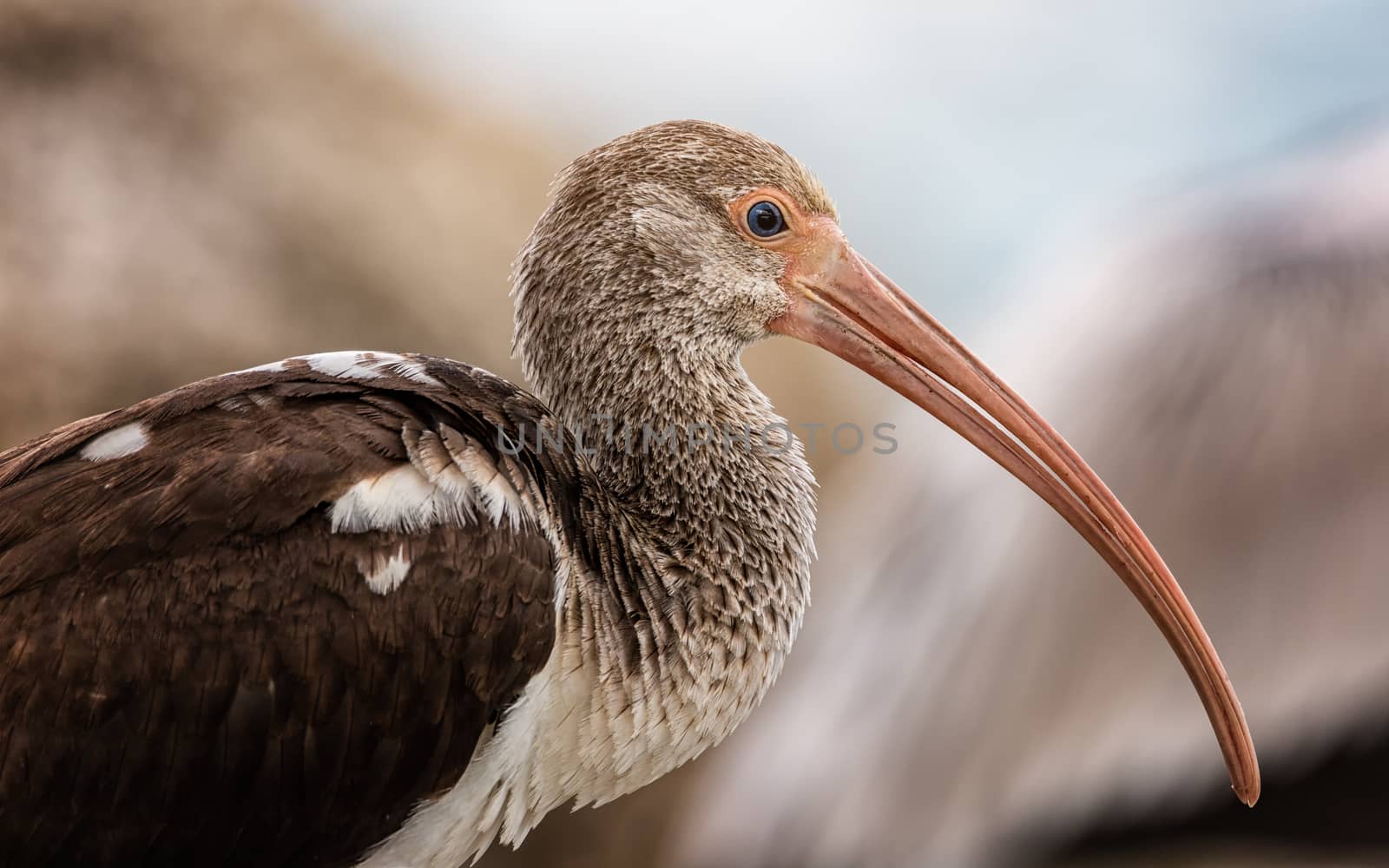 Wild Ibis on the Atlantic Ocean, Florida, USA by backyard_photography