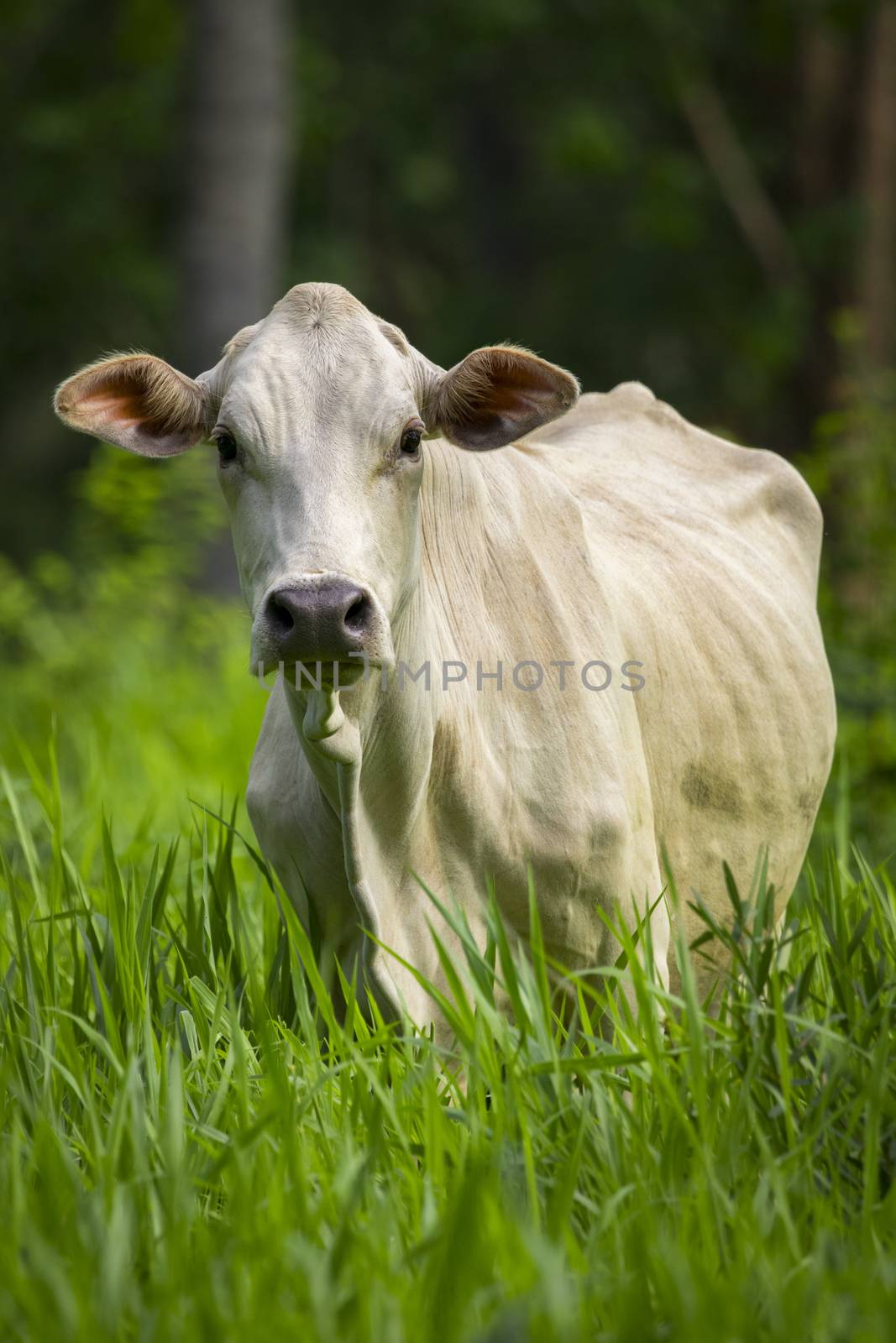 Image of white cow on nature background. Animal farm