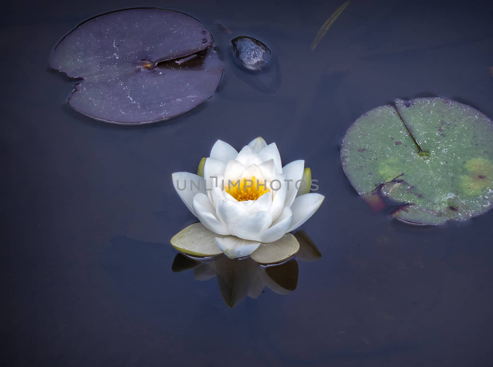 Single lotus in a lilly pond near San Francisco's Golden Gate park. Taken on a winter day when the clouds were overcast and gloomy.