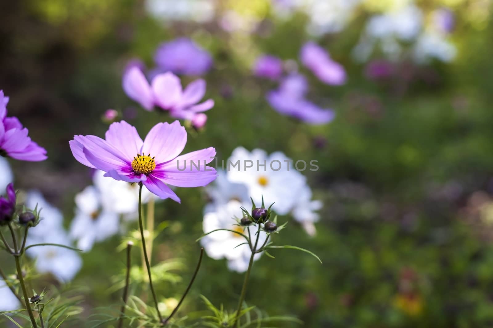 Purple wild flowers in field located at Grant Ranch County park located in San Jose, California. These daisies bloom in the spring time near the natural lake located in the park.