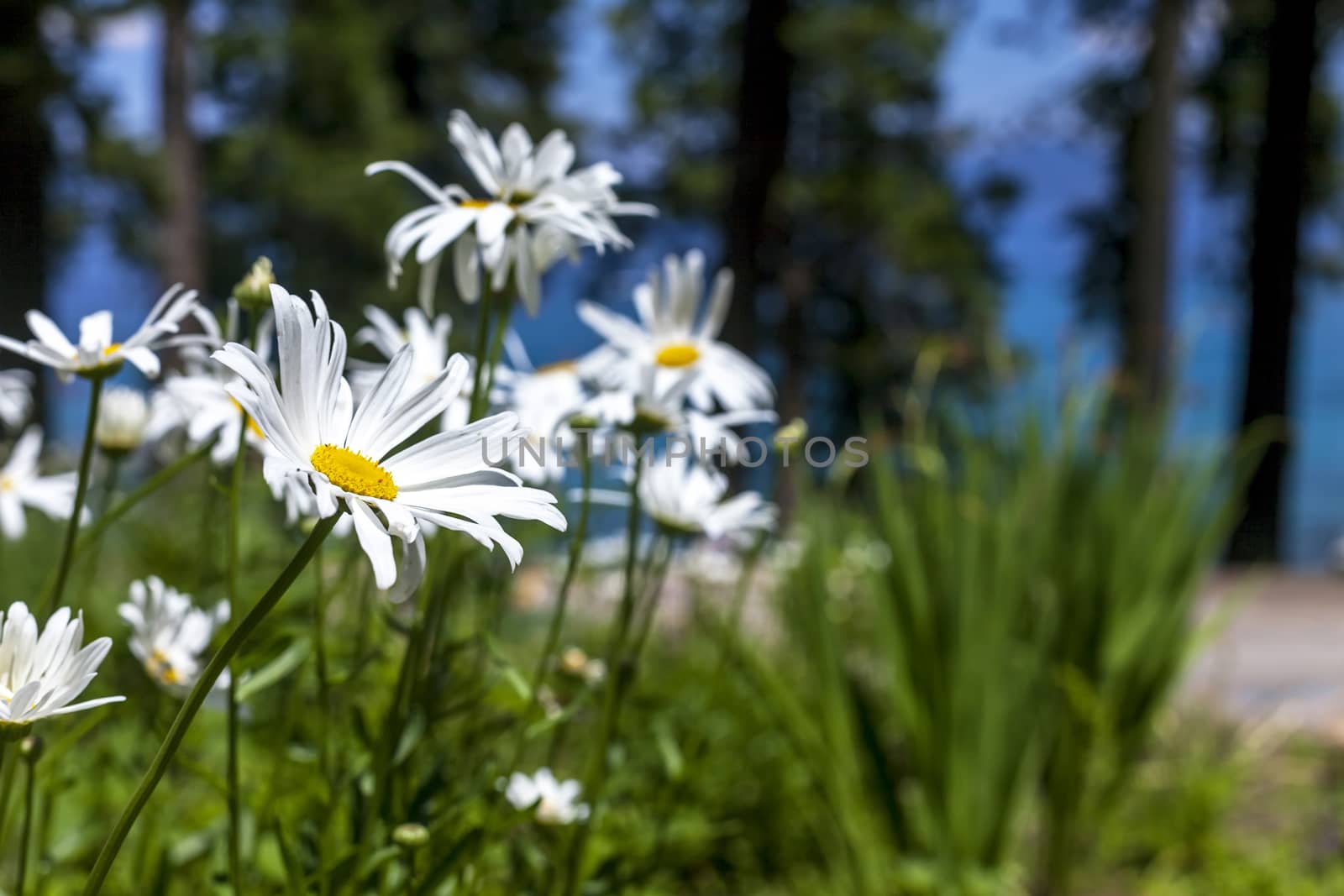 Image taken a Sugar Pine state park in Lake Tahoe, California in the spring time why the daisies were in bloom.