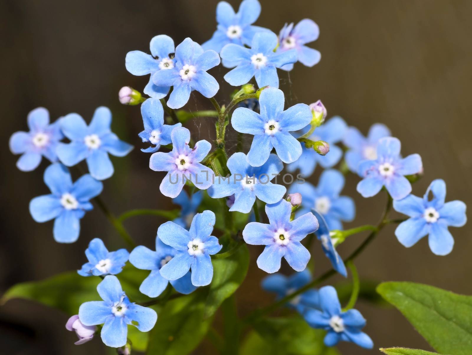 beautiful flowers forget-me-nots closeup in early morning