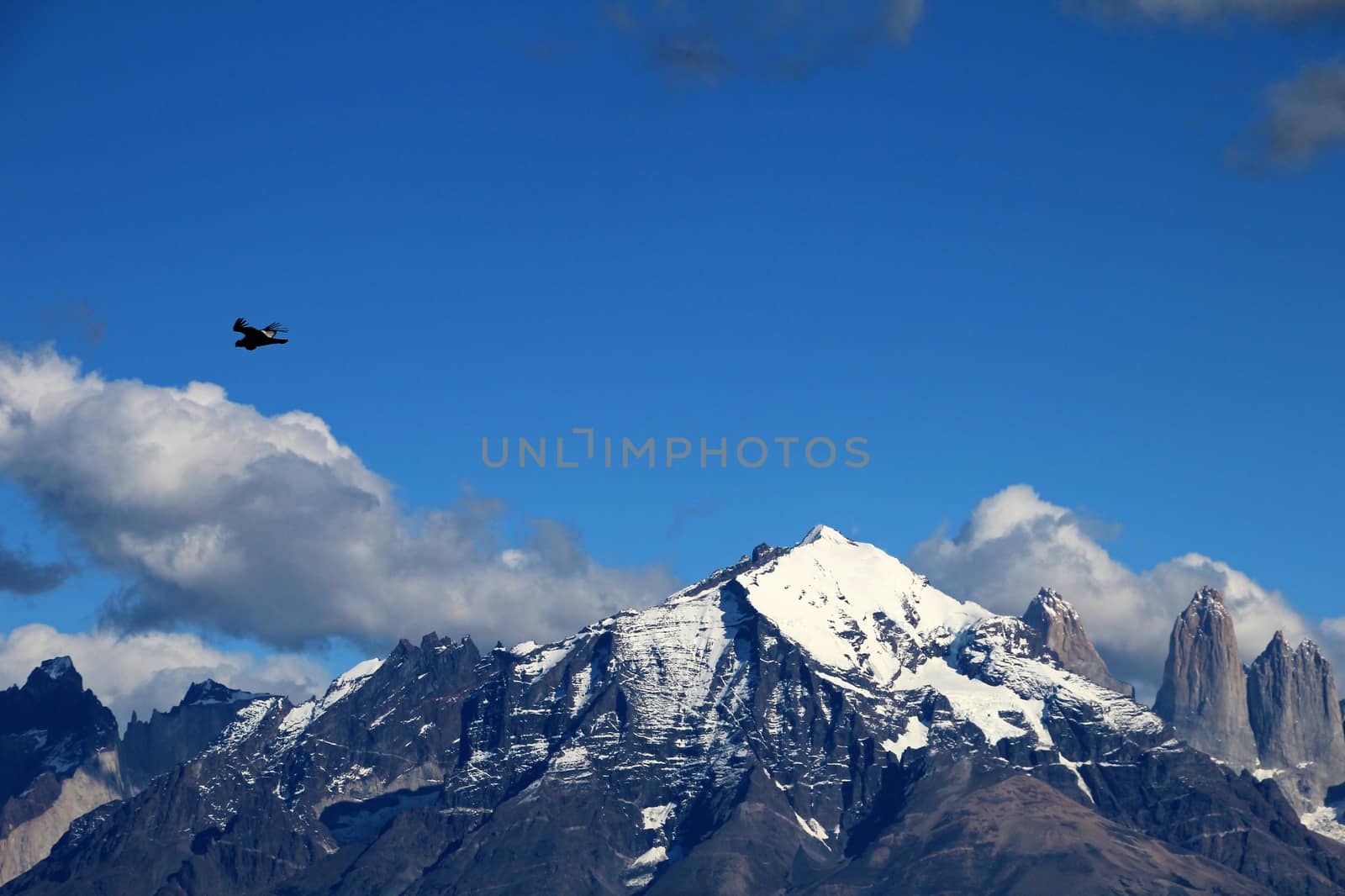 Andean condors fly in Parque Nacional Torres del Paine in Chile