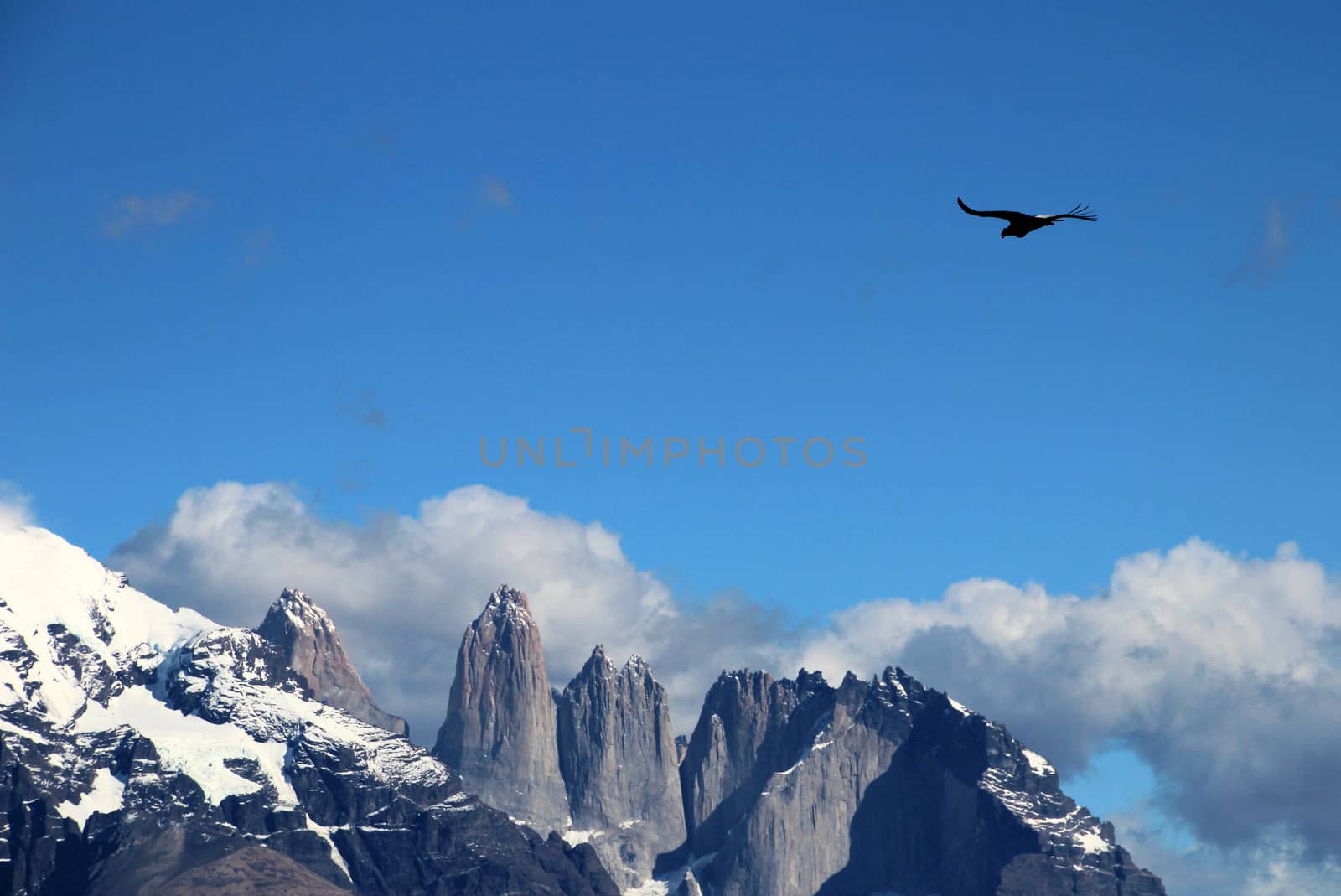 Andean condors fly in Parque Nacional Torres del Paine in Chile