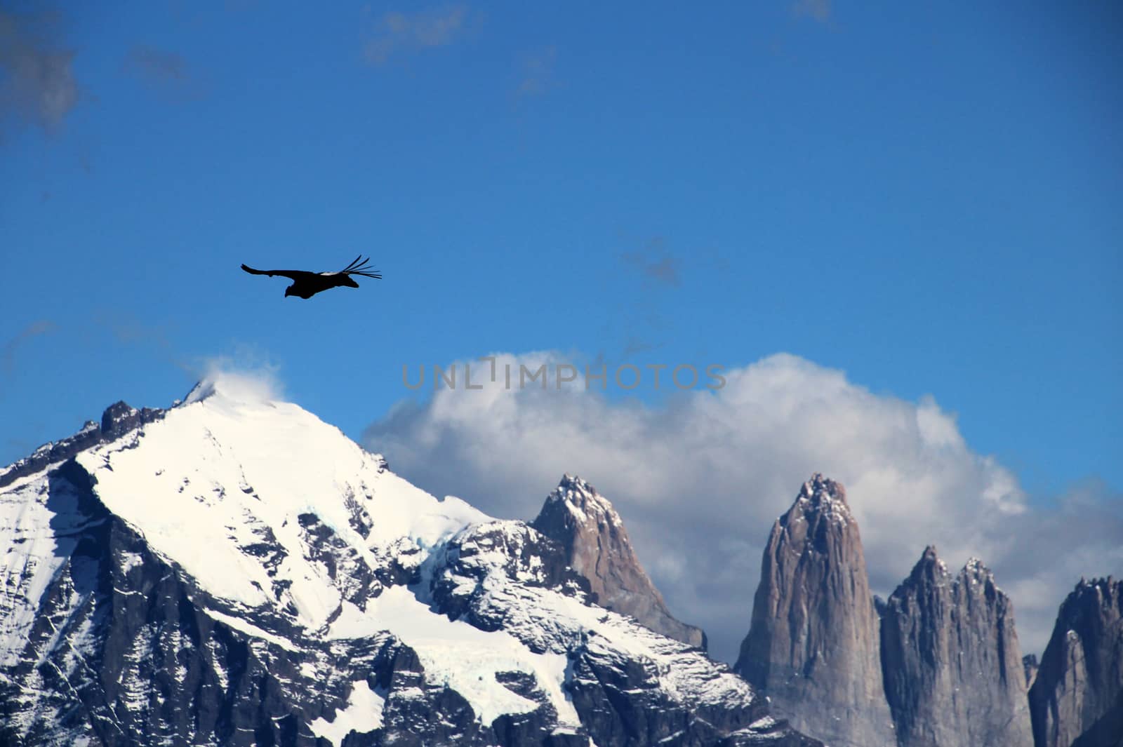 Andean condors fly in Parque Nacional Torres del Paine in Chile