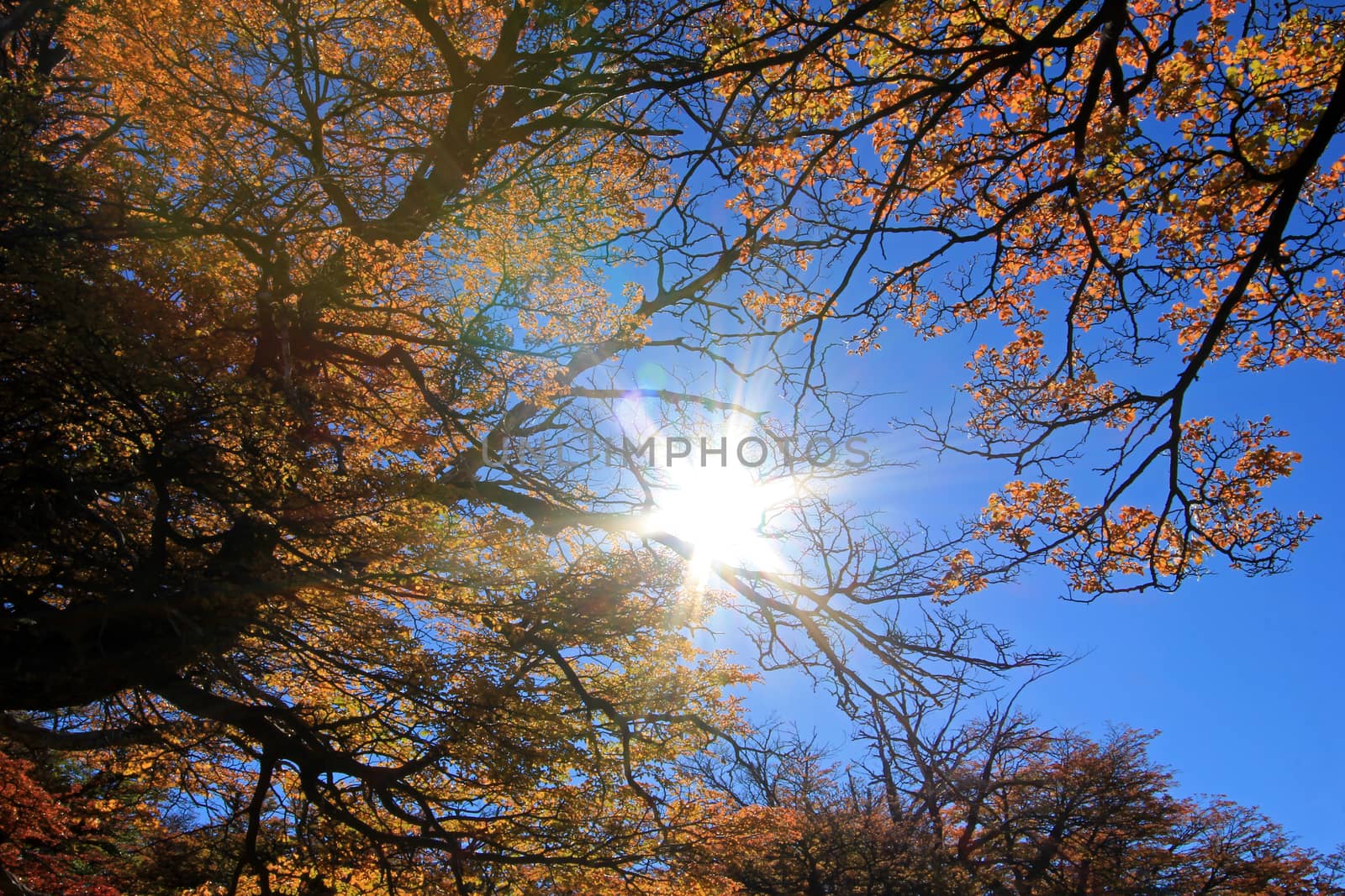 Golden forest trees near the Fitz Roy in autumn, El Chalten, Patagonia, Argentina