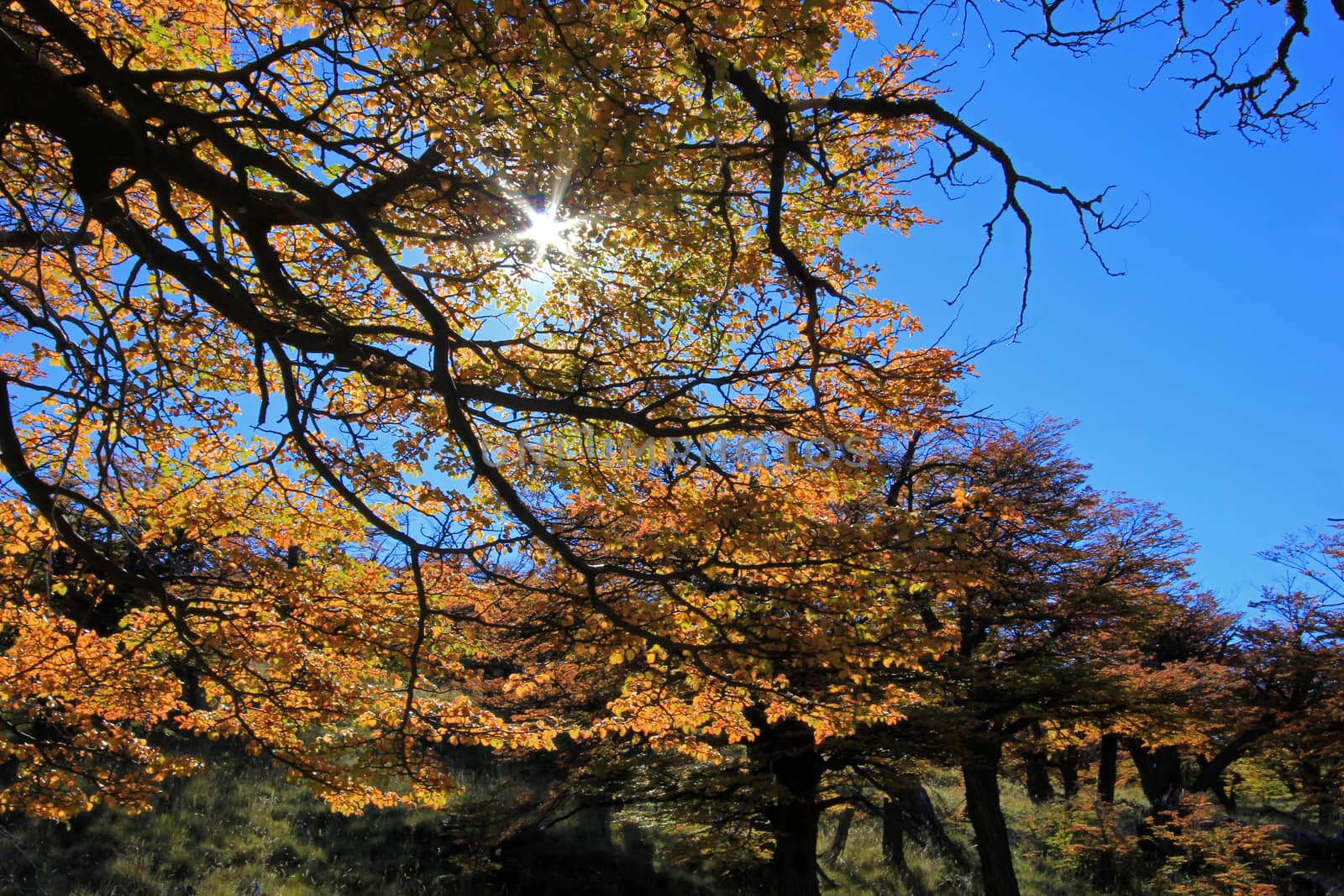 Golden forest trees near the Fitz Roy in autumn, El Chalten, Patagonia, Argentina