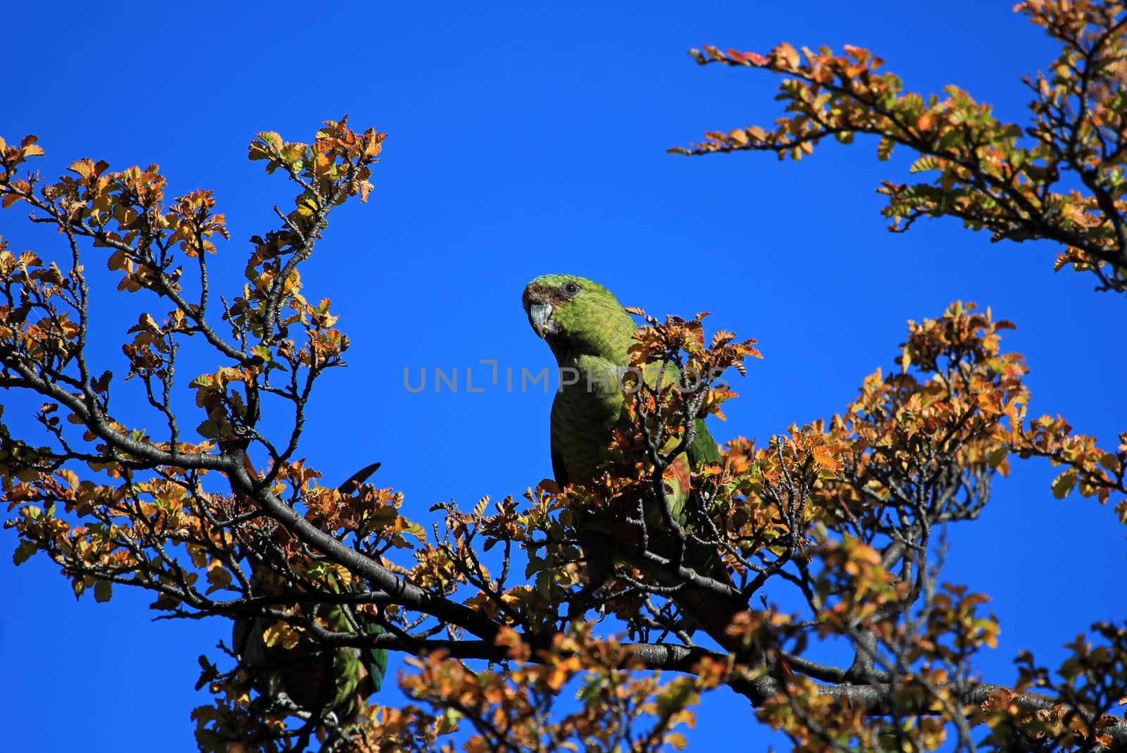 Austral Parakeet, Enicognathus Ferrugineus, on a tree near El Chalten, Patagonia, Argentina