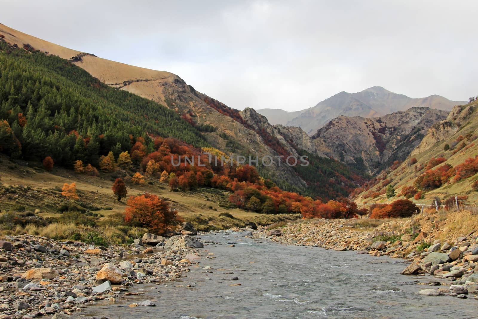 Indian Summer. Beautiful colored trees, forest, along Carretera Austral, Chile by cicloco