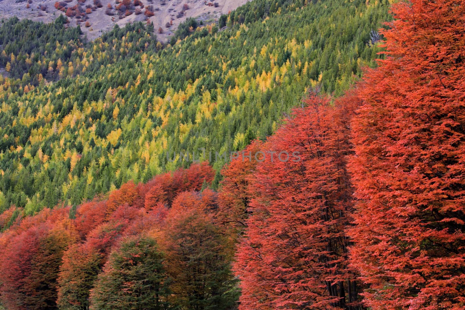 Indian Summer. Beautiful colored trees, forest, along Carretera Austral, Patagonia Chile
