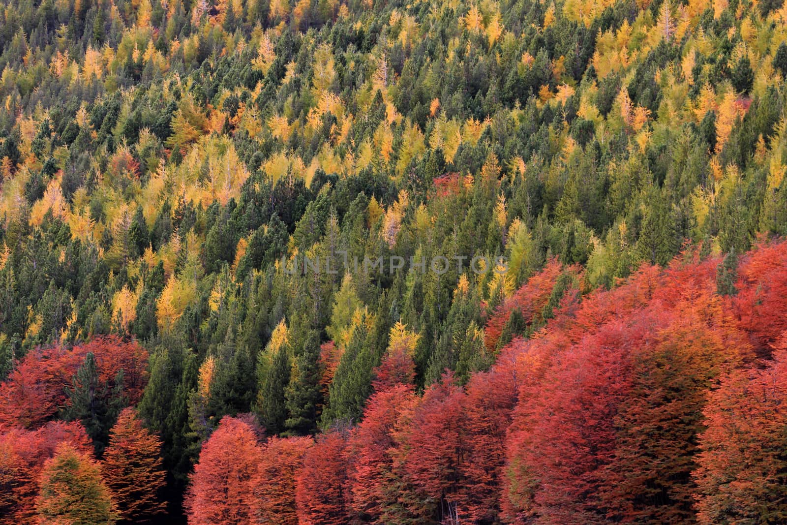 Indian Summer. Beautiful colored trees, forest, along Carretera Austral, Chile by cicloco