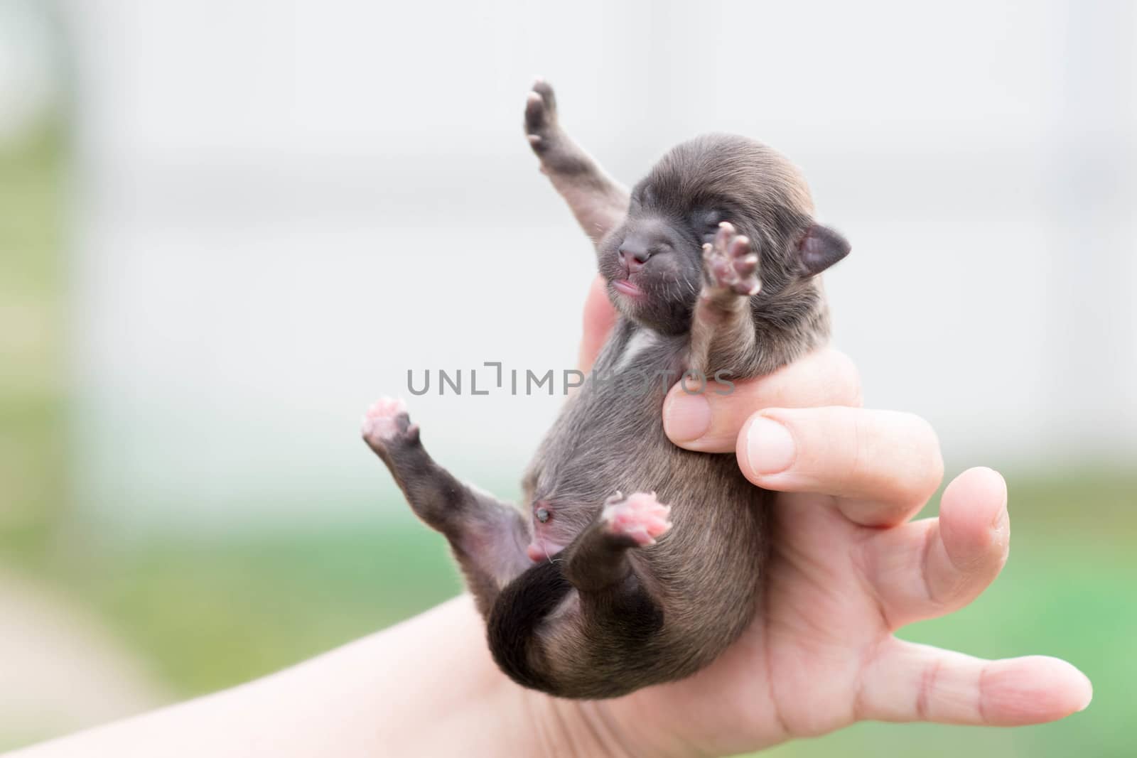 Very cute black puppies. by elina_chernikova