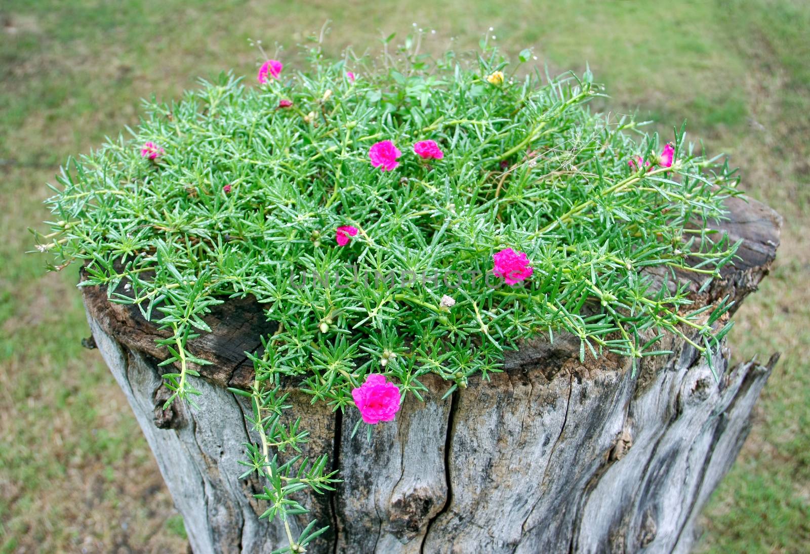 flowering purslane flower and green leaves with water drop on old stump