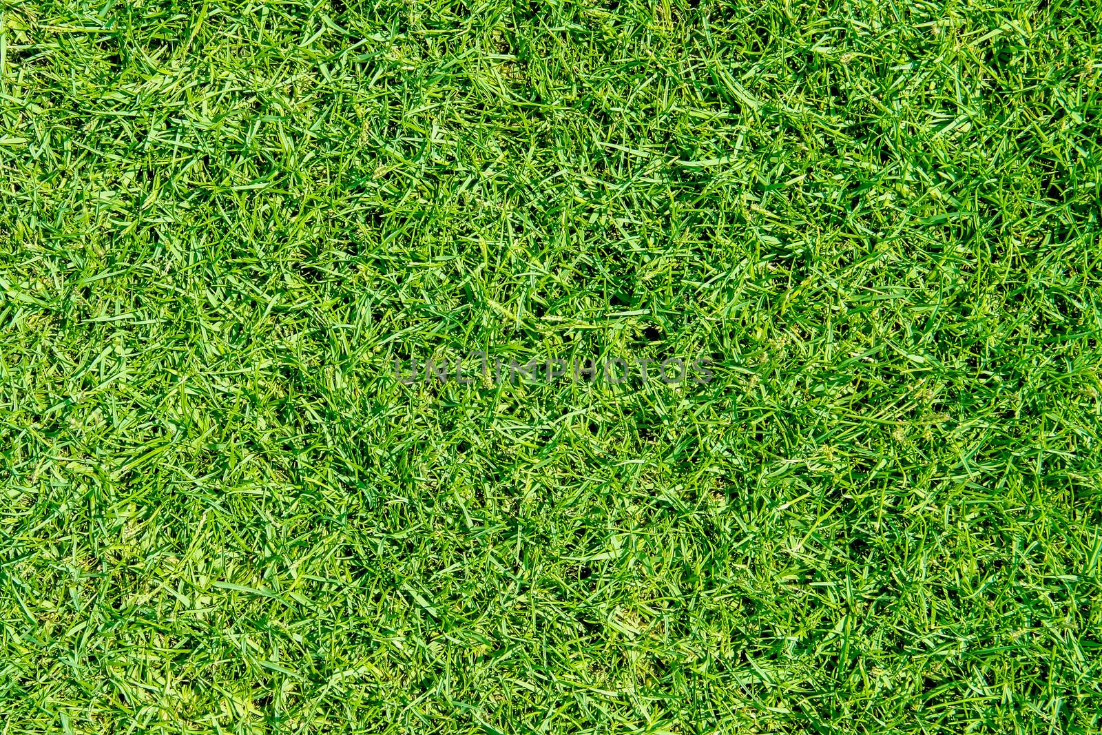 Beautiful green grass texture form football and soccer field