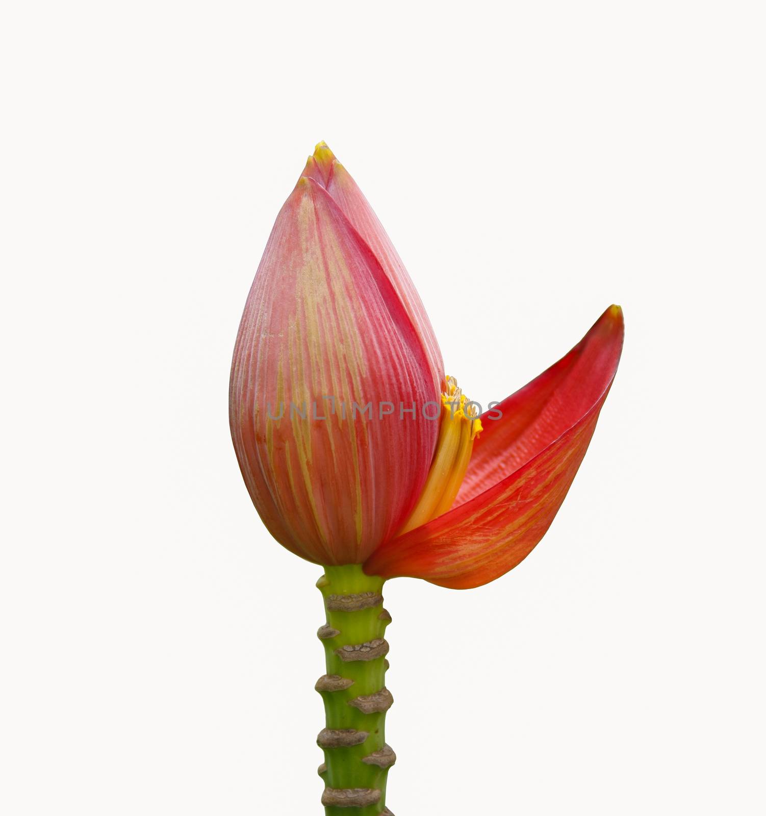 red banana flower on white background