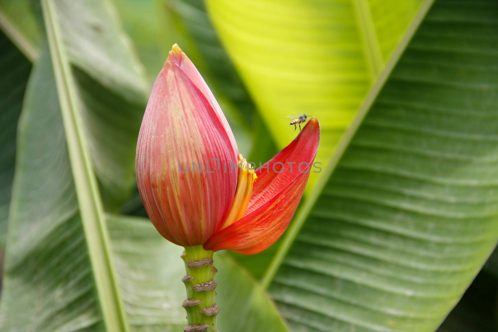beautiful red banana flower with leaf on background in banana farm