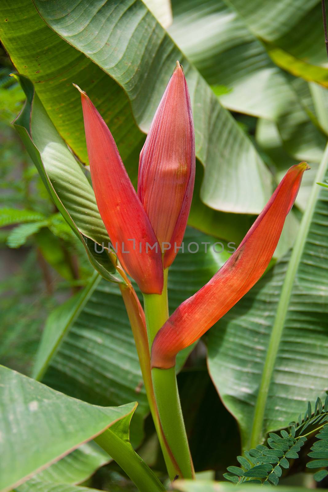 beautiful red banana flower with leaf on background in banana farm