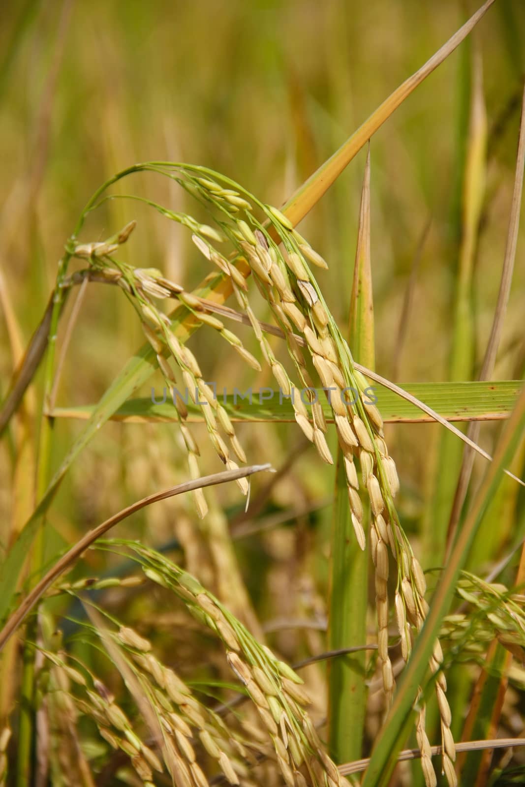 asia golden spike rice in farm