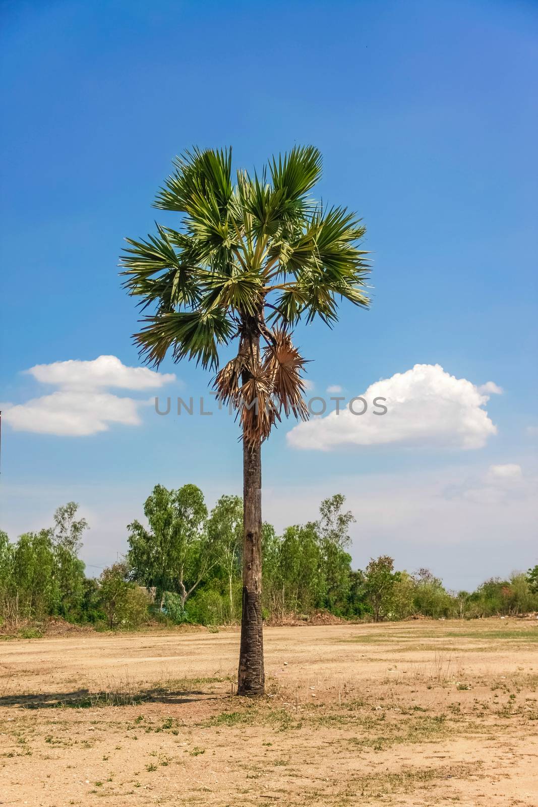 isolate sugar palm tree on dry ground with blue sky and clouds