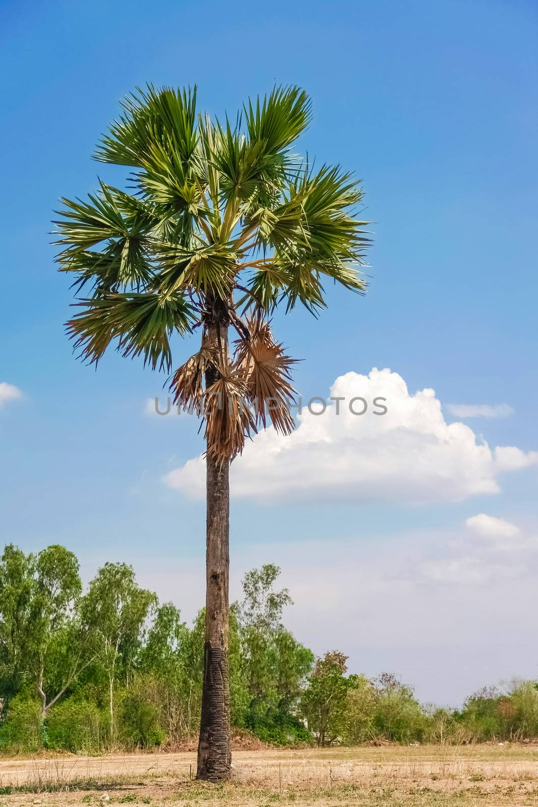 isolate sugar palm tree on dry ground with blue sky and clouds