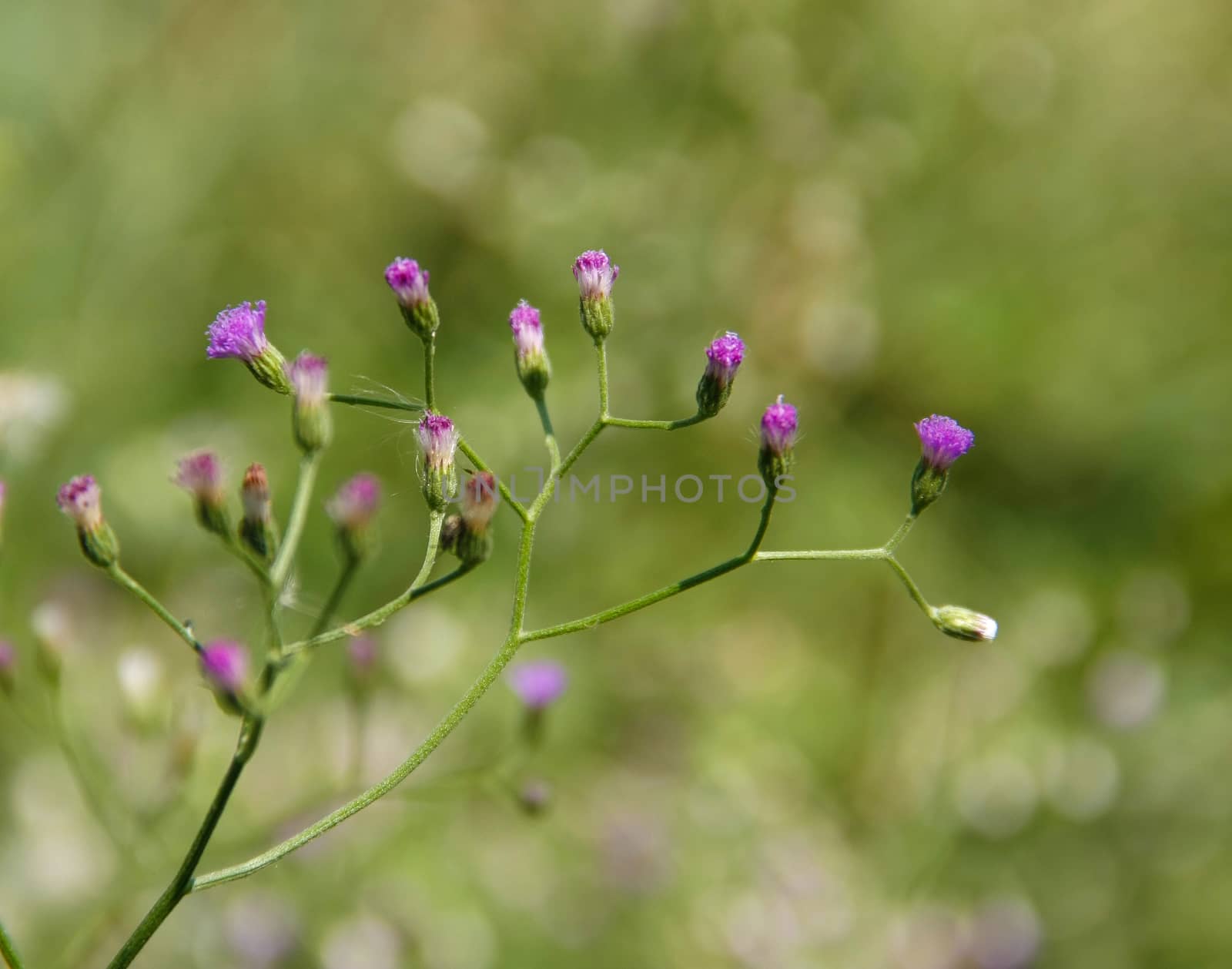 beatiful purple vernonia flower, Vernonia cinerea Less