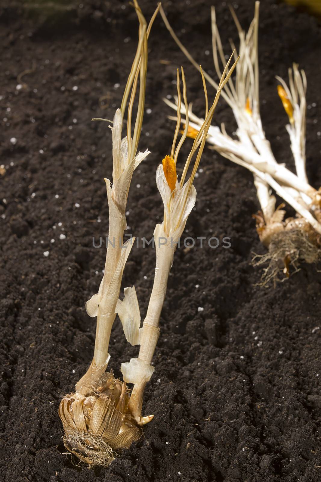 Planting flower bulbs in the ground in spring