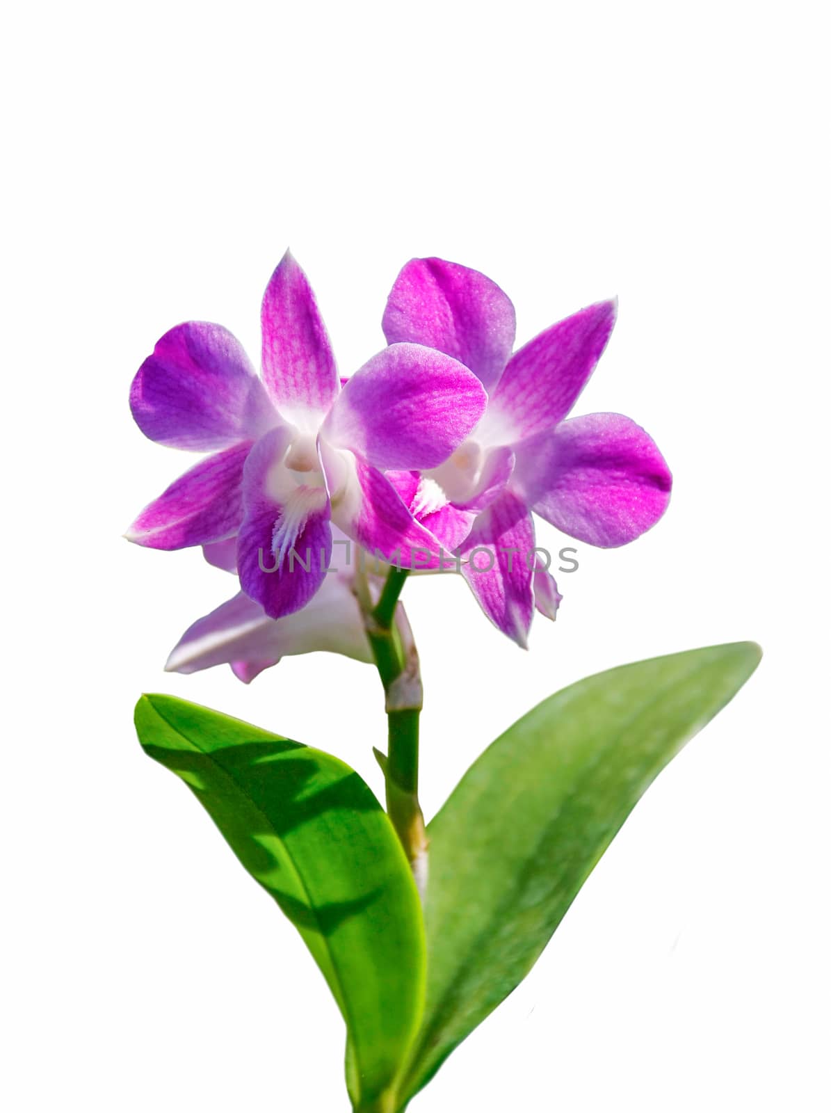 beautiful pink bouquet orchids flower and leaves on isolated background