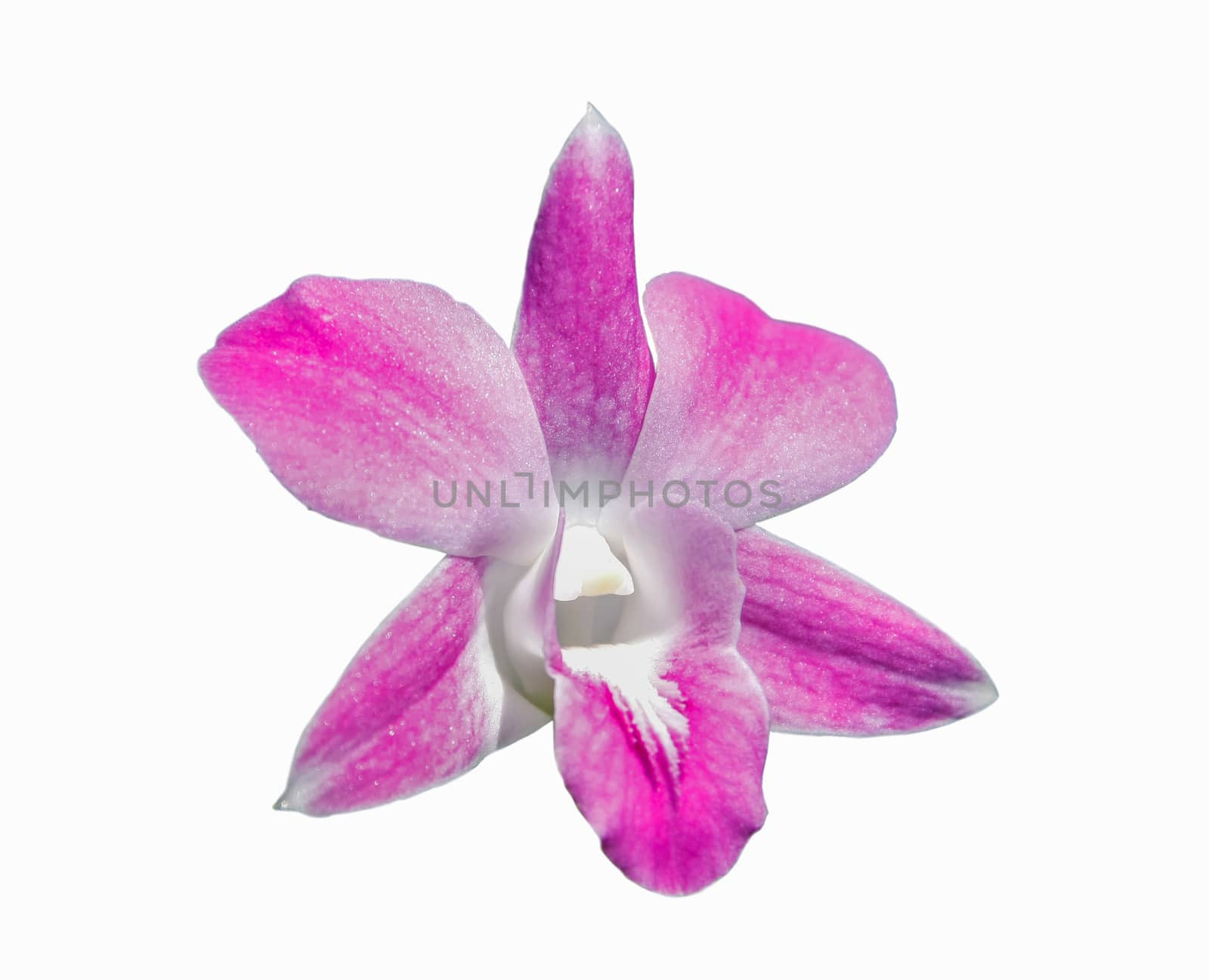 beautiful pink orchids flower on white floor, background