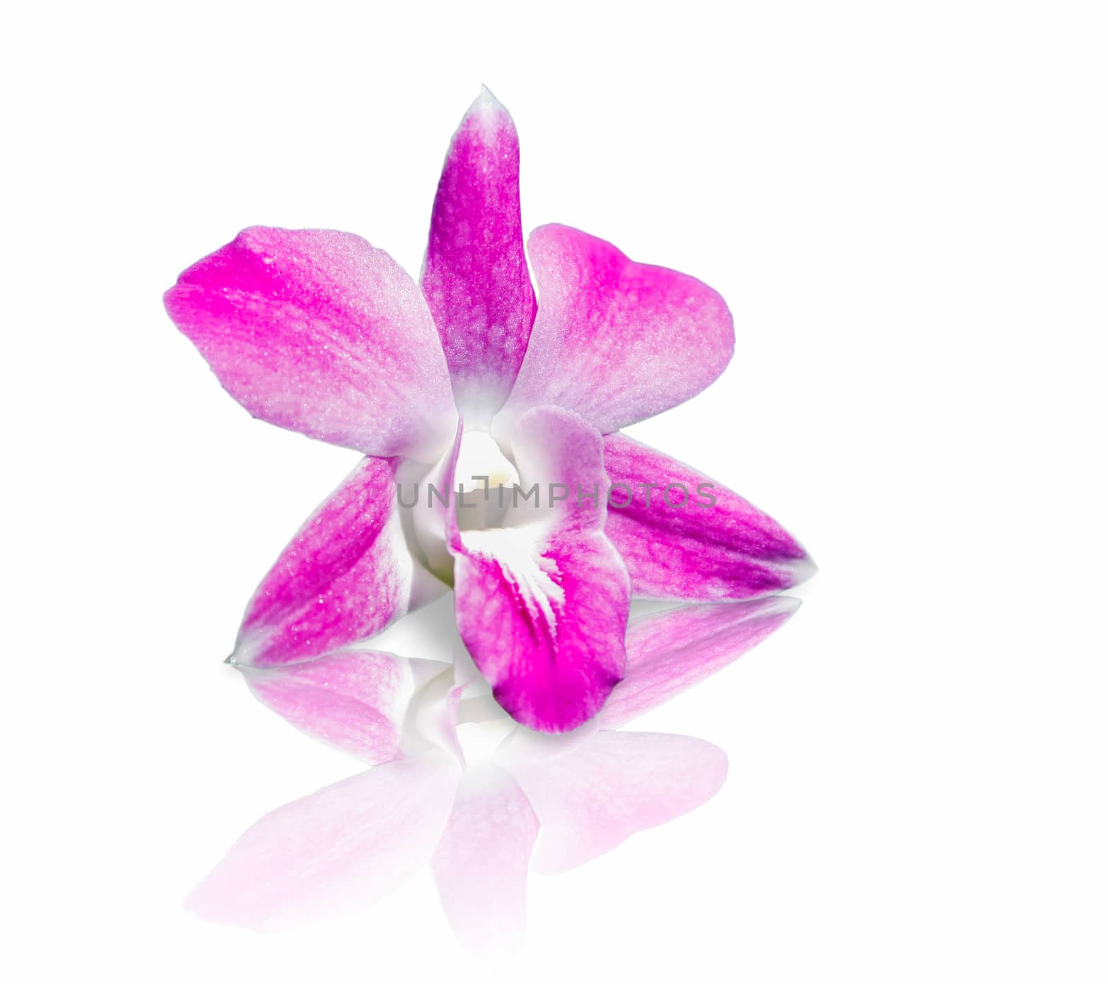 beautiful pink orchids flower with reflect shadow on glass floor