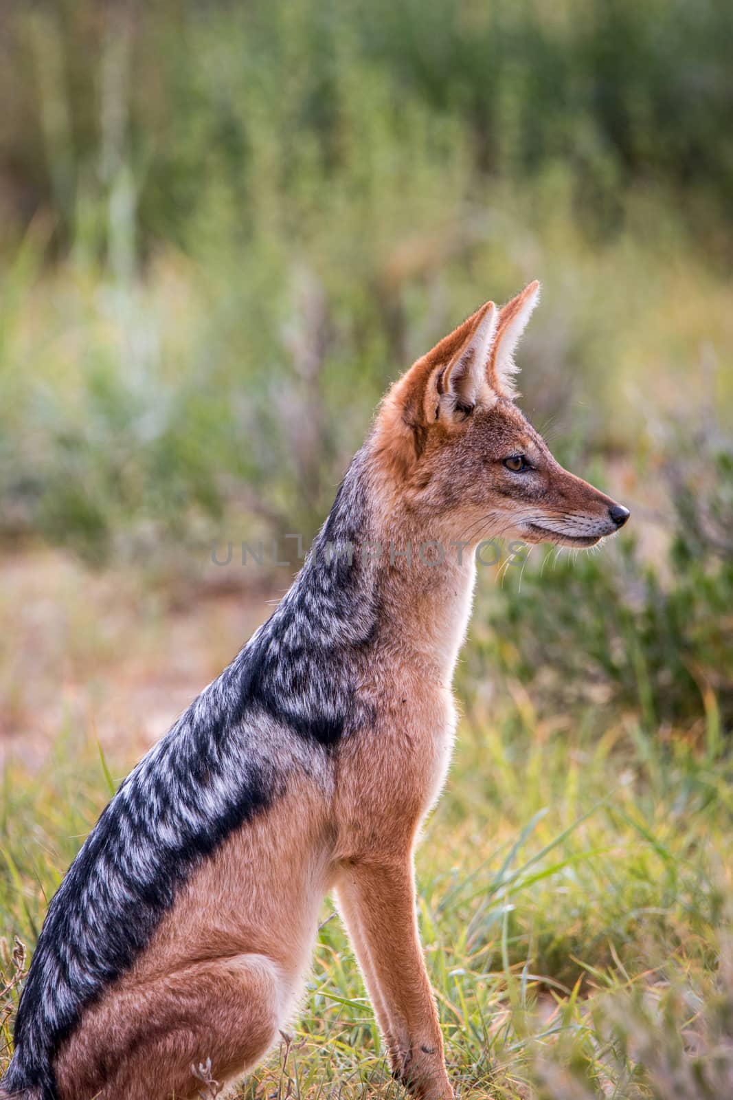 Side profile of a sitting Black-backed jackal in the Kgalagadi Transfrontier Park, South Africa.
