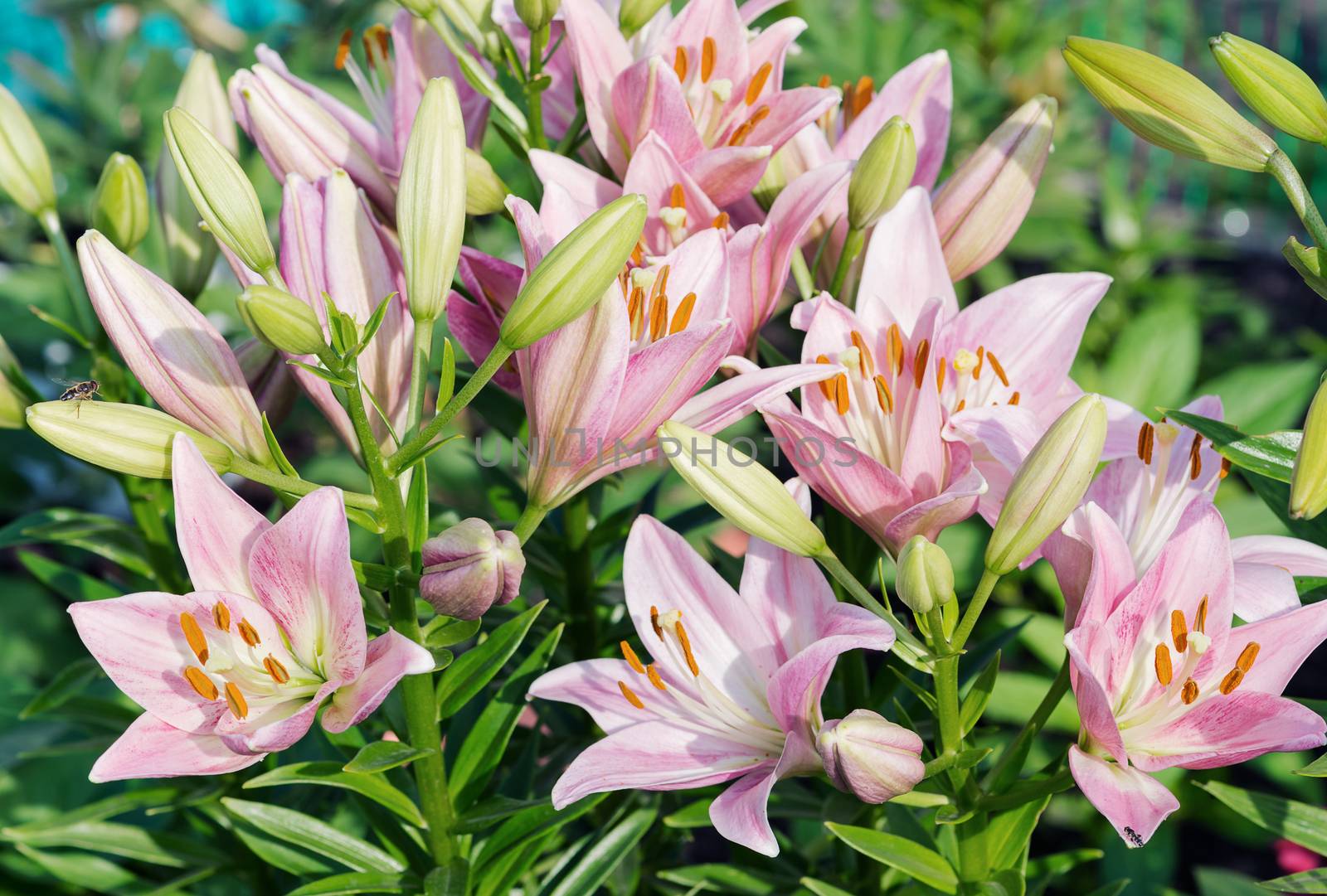 Many large beautiful flowers of pink  lilies outdoors close-up